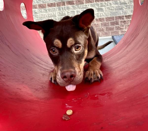 *Talkie*, a Adoptable mixed breed in Salt Lake City, UT image 6/6
