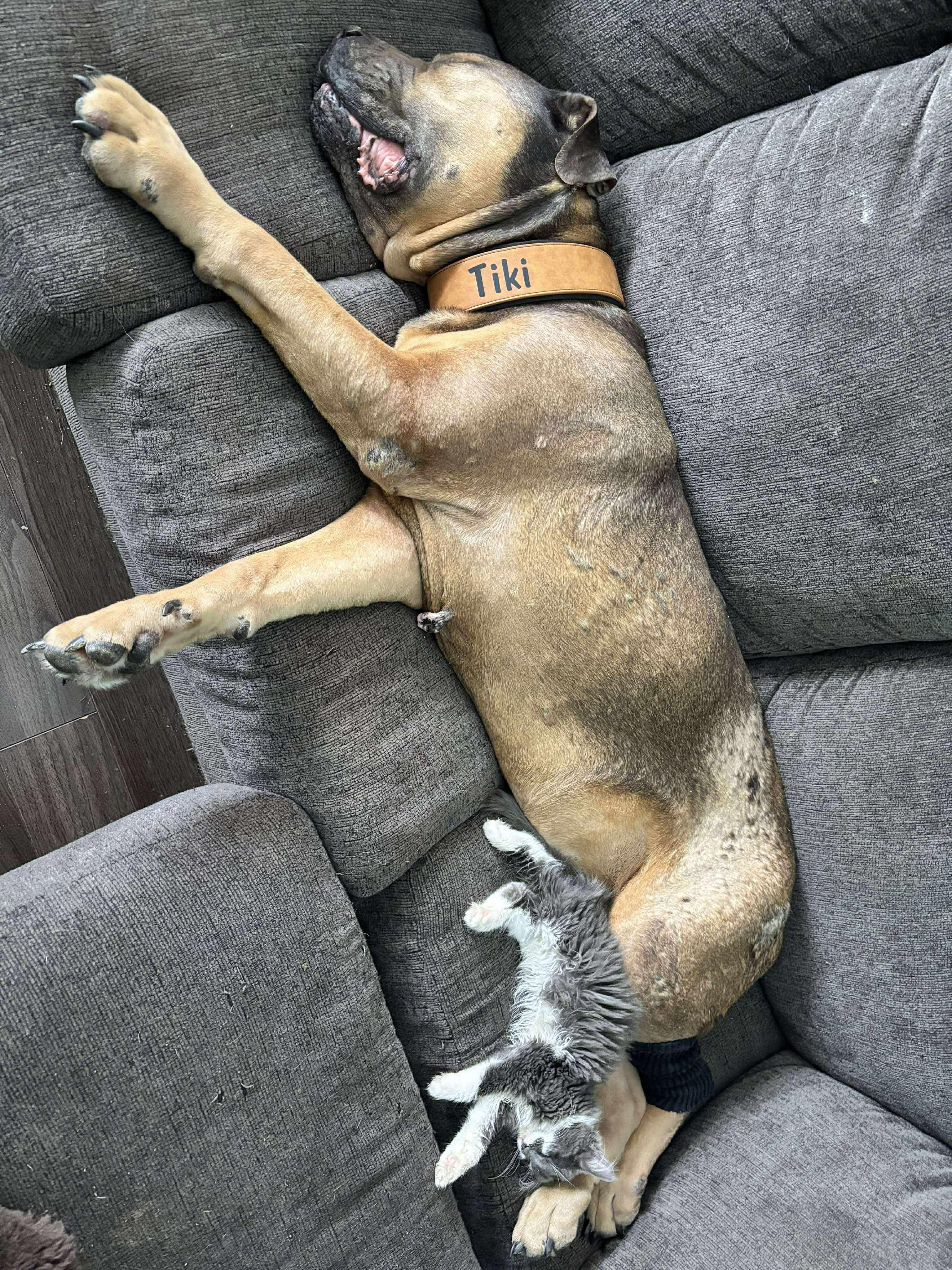 GANDALF THE GREY, an adopted Domestic Short Hair in Tillsonburg, ON image 6/6