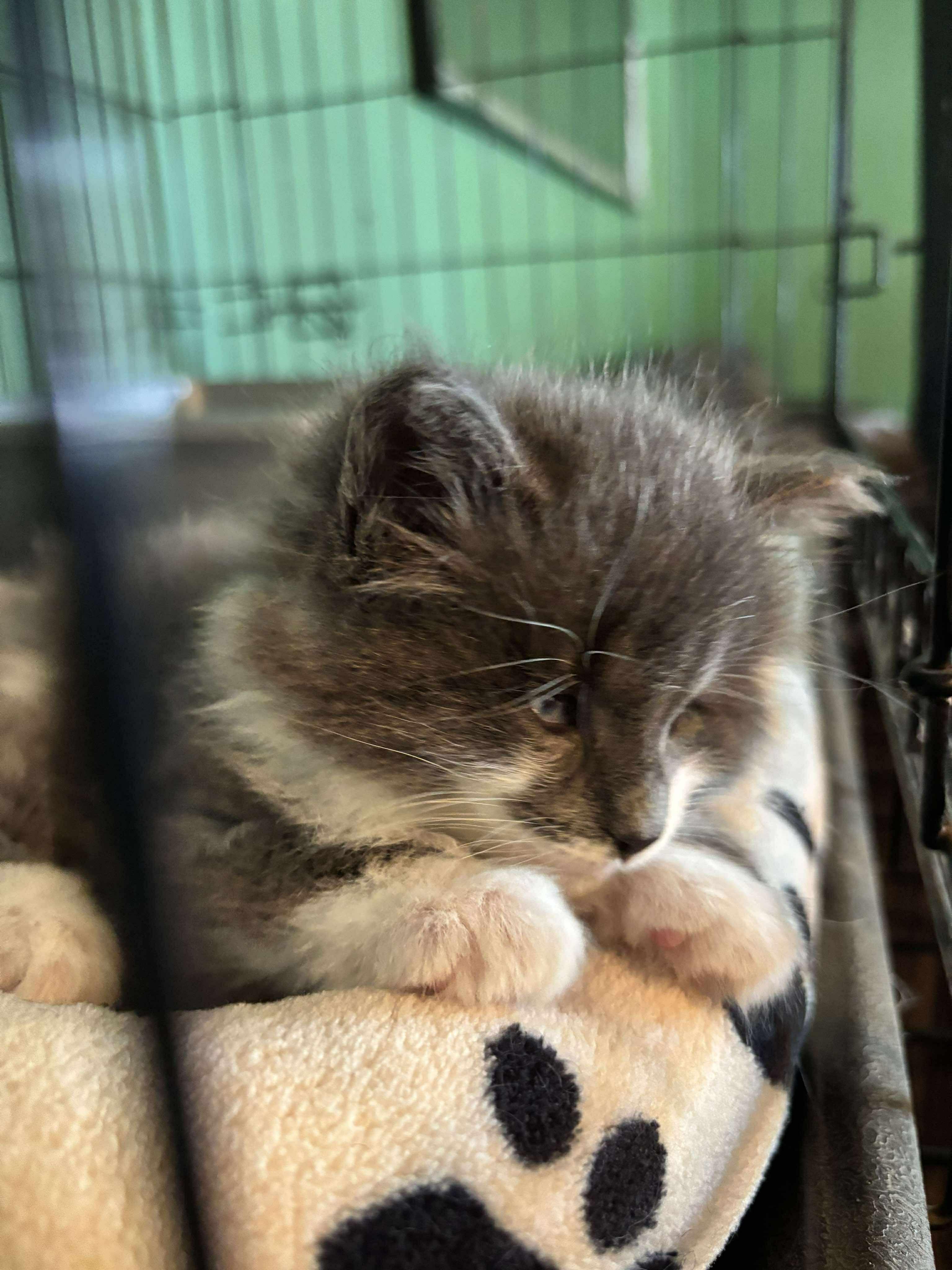 GANDALF THE GREY, an adopted Domestic Short Hair in Tillsonburg, ON image 2/6