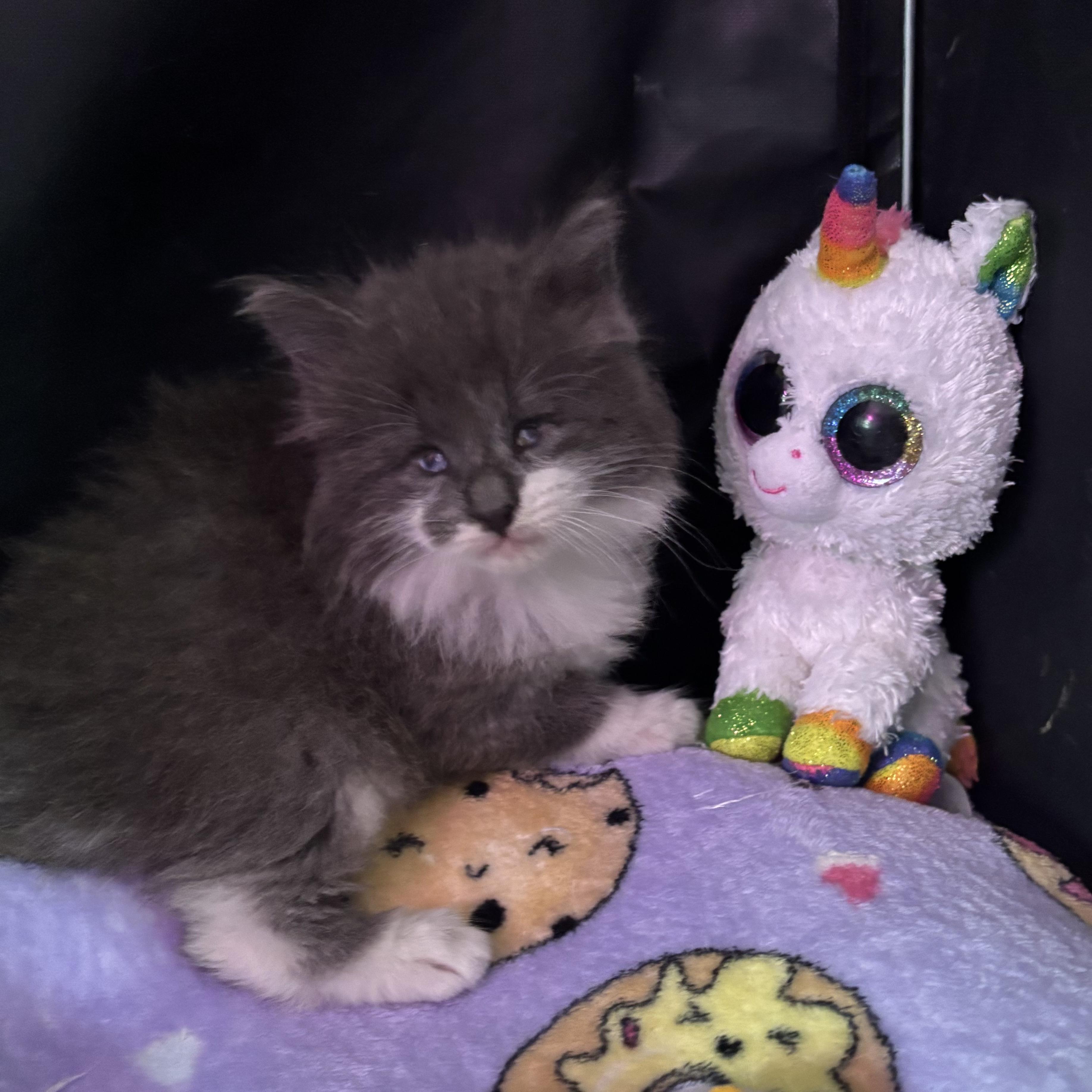 GANDALF THE GREY, an adopted Domestic Short Hair in Tillsonburg, ON image 1/6