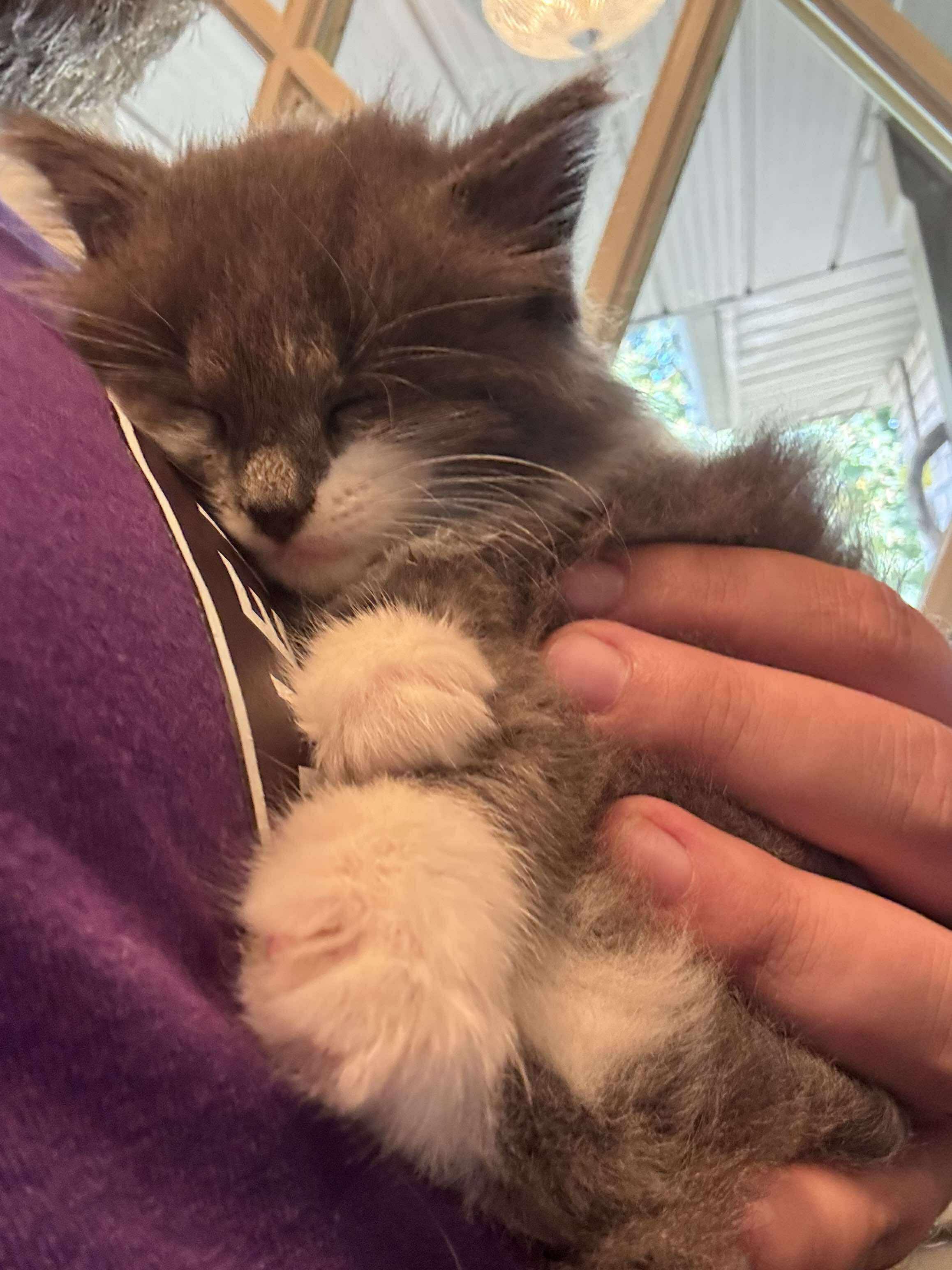 GANDALF THE GREY, an adopted Domestic Short Hair in Tillsonburg, ON image 3/6