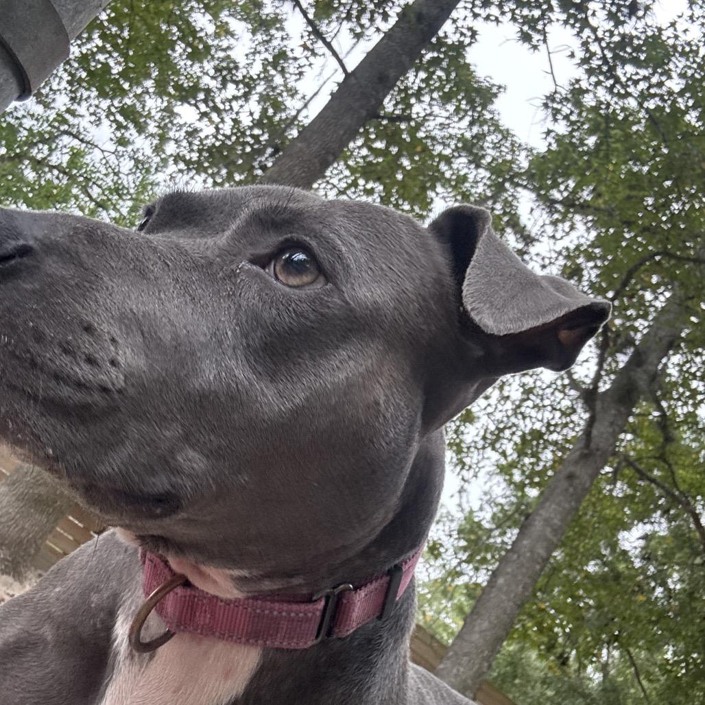 Enlarge Aurora 29915, a Adoptable Mixed Breed in Middleburg, FL image 1/3