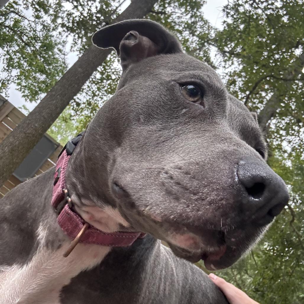 Enlarge Aurora 29915, a Adoptable Mixed Breed in Middleburg, FL image 2/3