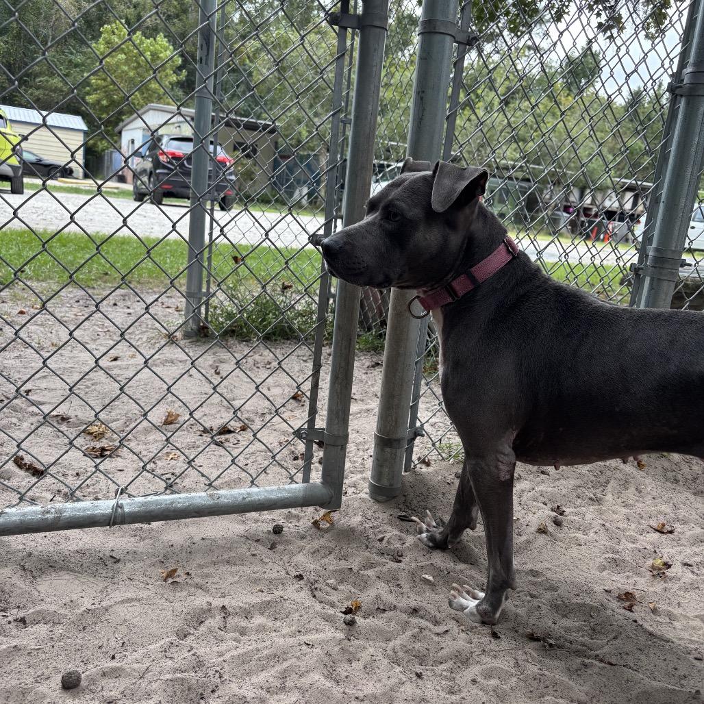 Enlarge Aurora 29915, a Adoptable Mixed Breed in Middleburg, FL image 3/3