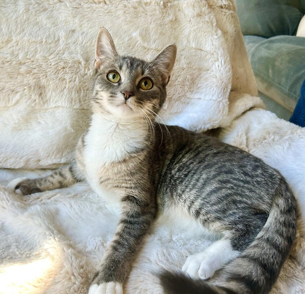 Bailey, Adoptable, Kitten Female Domestic Short Hair.