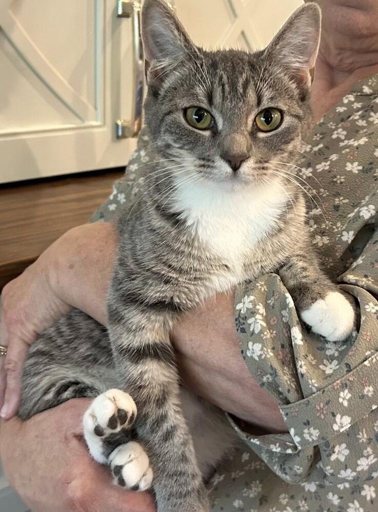 Enlarge Bailey, a Adoptable Domestic Short Hair in Mooresville, NC image 2/3