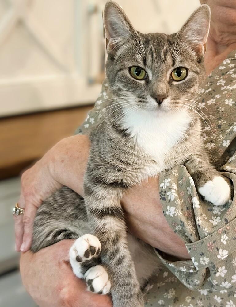 Enlarge Bailey, a Adoptable Domestic Short Hair in Mooresville, NC image 3/3