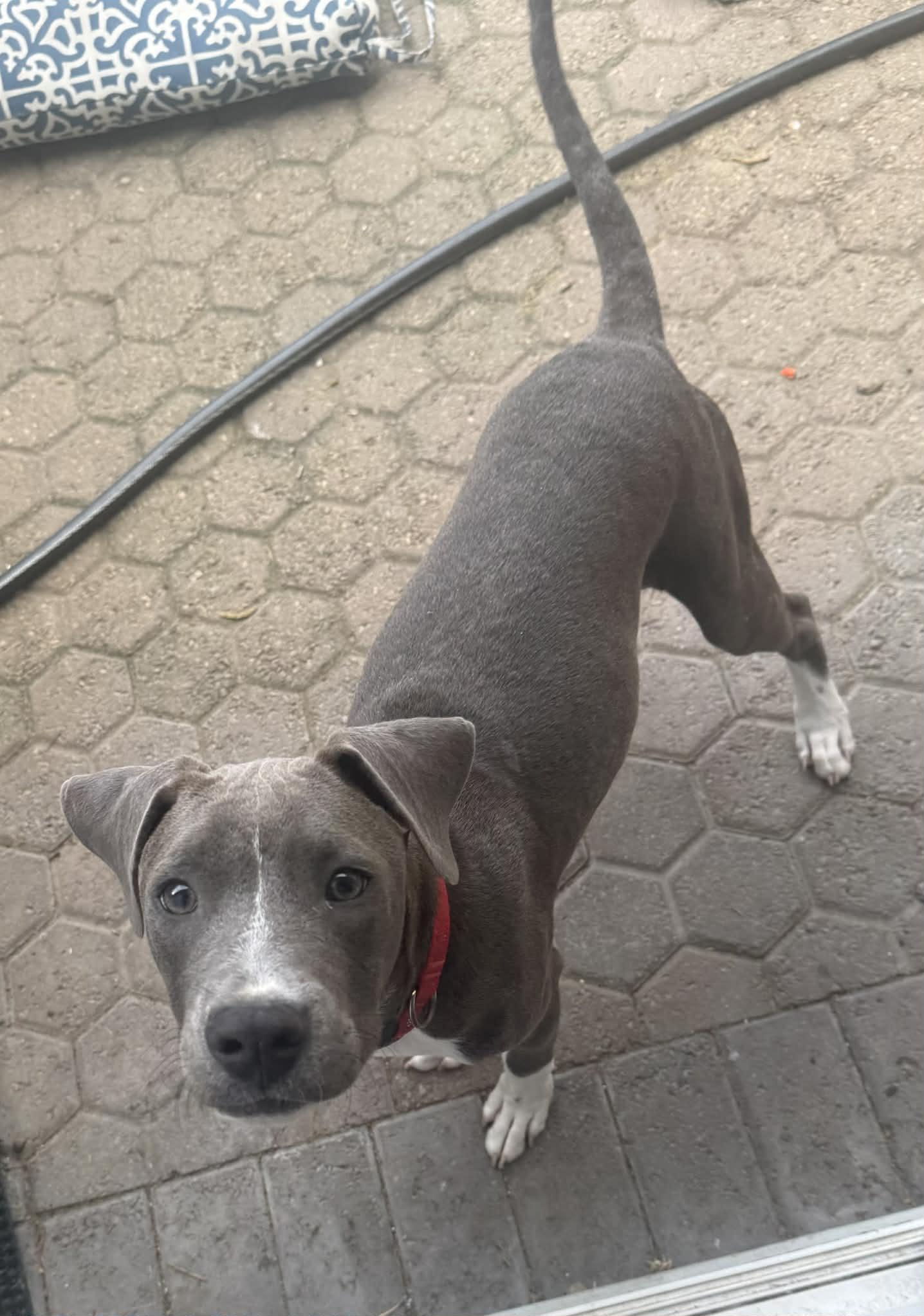 Enlarge Marco, a Adoptable Pit Bull Terrier in Kelso , WA image 1/4