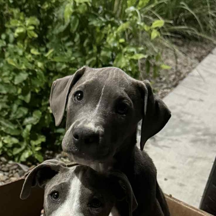 Enlarge Marco, a Adoptable Pit Bull Terrier in Kelso , WA image 2/4