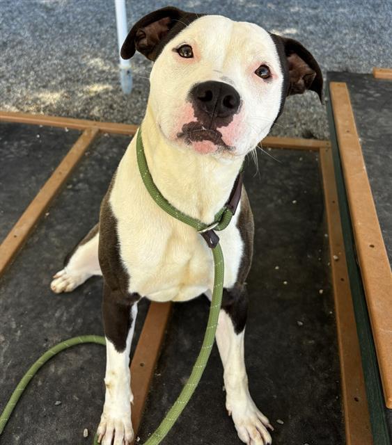 JOKER, Adoptable, Young Male Pit Bull Terrier & Mixed Breed.