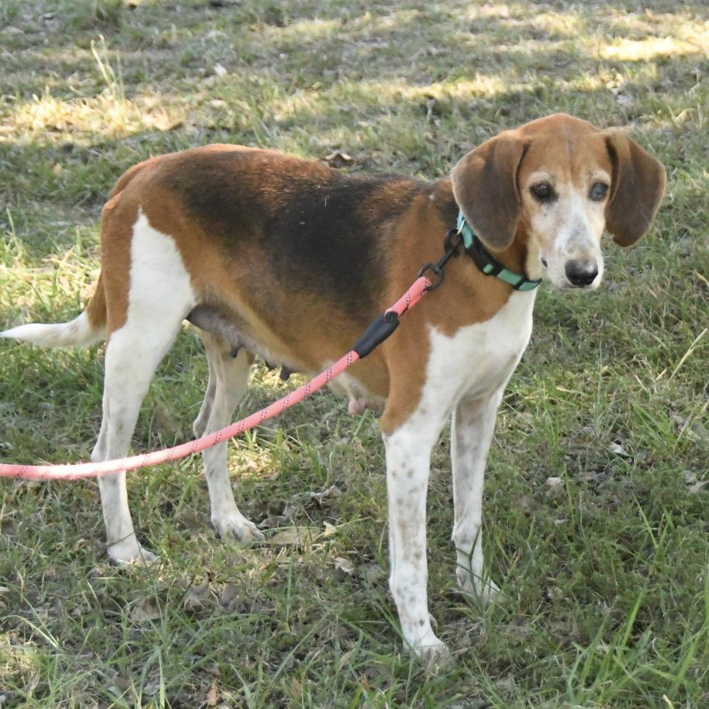 Thursday, Adoptable, Senior Female Treeing Walker Coonhound.