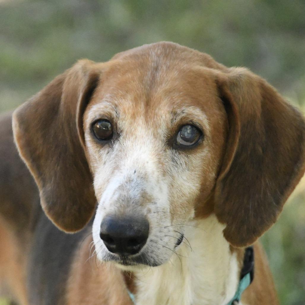 Enlarge Thursday, a Adoptable Treeing Walker Coonhound in Natchez, MS image 2/3