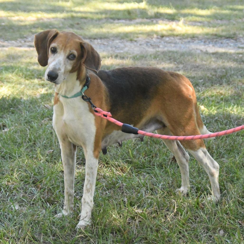 Enlarge Thursday, a Adoptable Treeing Walker Coonhound in Natchez, MS image 3/3
