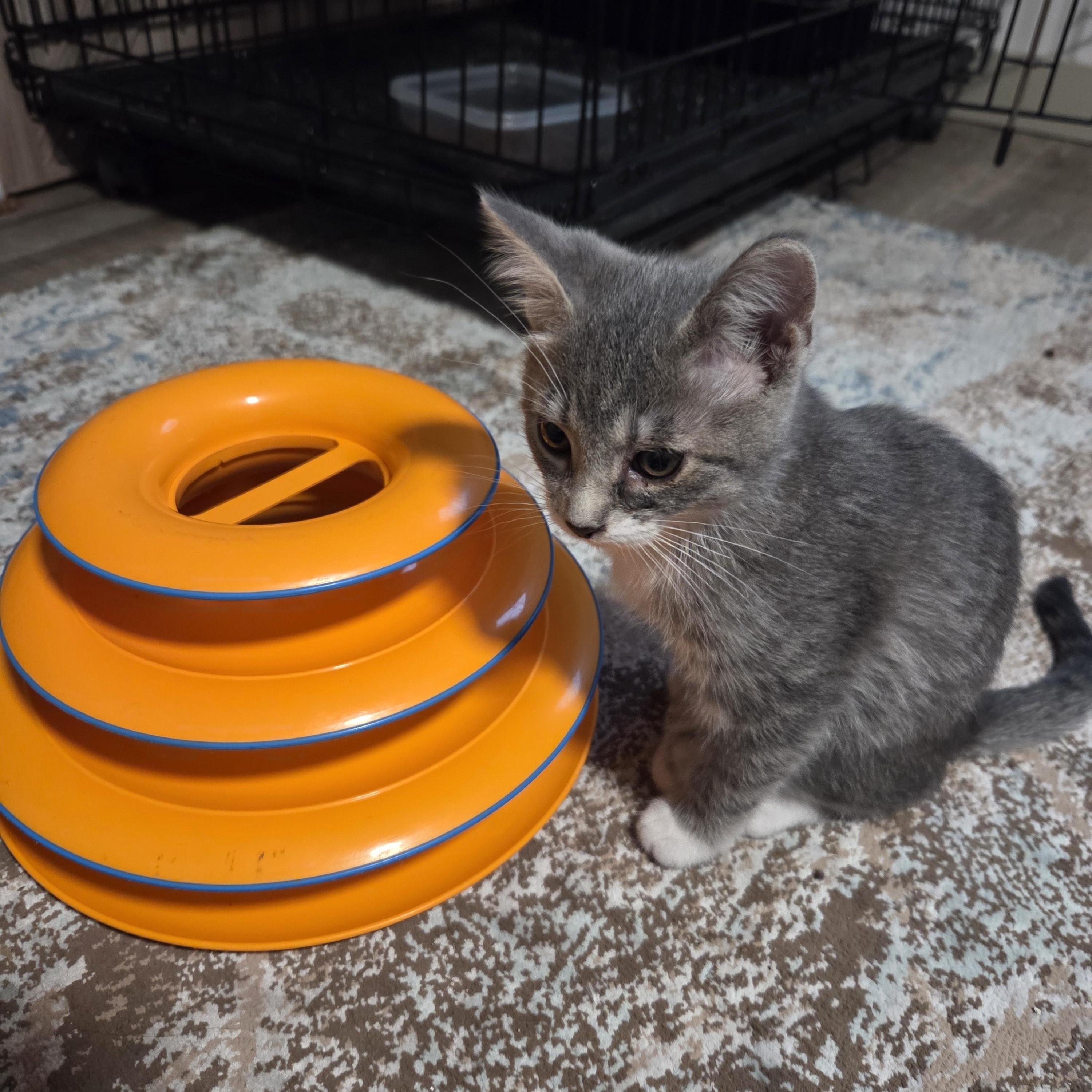 Victoria thumbnail 2