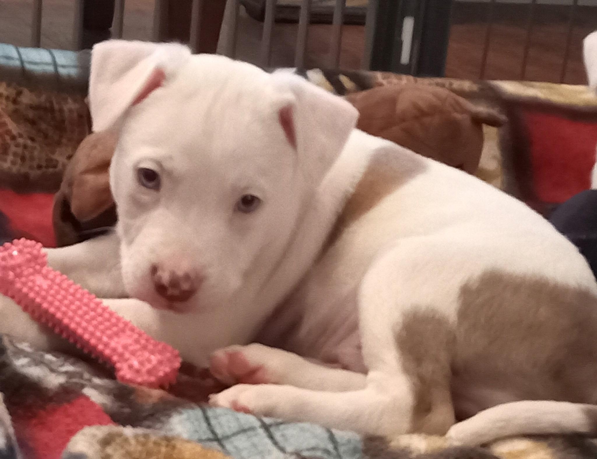 Toby, ADOPTABLE, Puppy Male Pit Bull Terrier & American Bully.