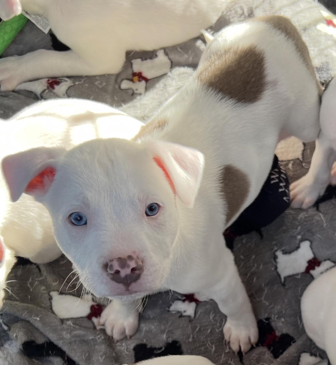 Toby, ADOPTABLE, Puppy Male Pit Bull Terrier & American Bully.