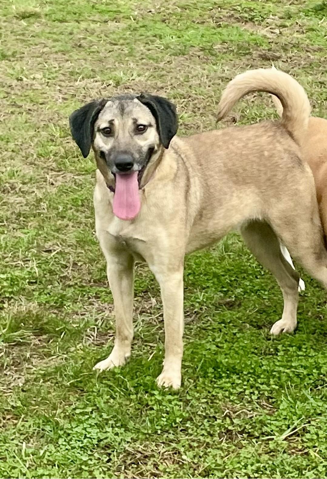 Enlarge Athena, a ADOPTABLE Mixed Breed in Point Pleasant, WV image 1/3