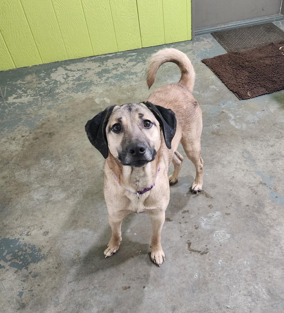 Enlarge Athena, a ADOPTABLE Mixed Breed in Point Pleasant, WV image 2/3