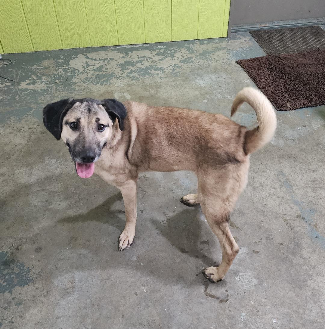 Enlarge Athena, a ADOPTABLE Mixed Breed in Point Pleasant, WV image 3/3