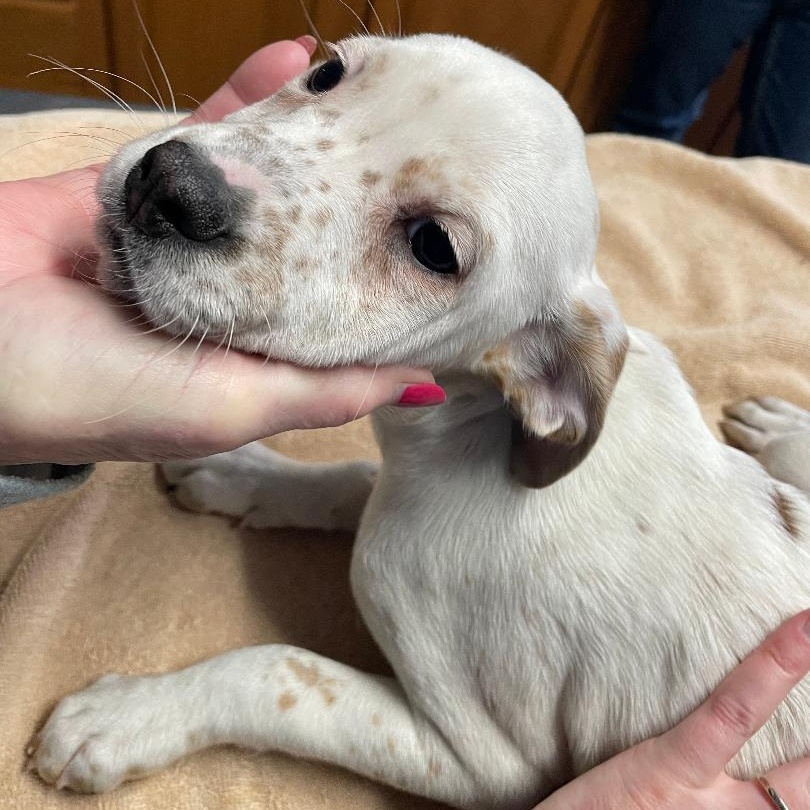 Duchess, adopted, Puppy Female Hound.