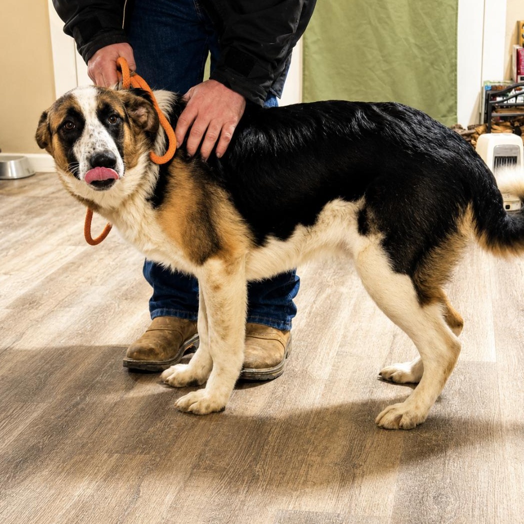Enlarge Ringo , a ADOPTABLE mixed breed in Boston, MA image 4/4