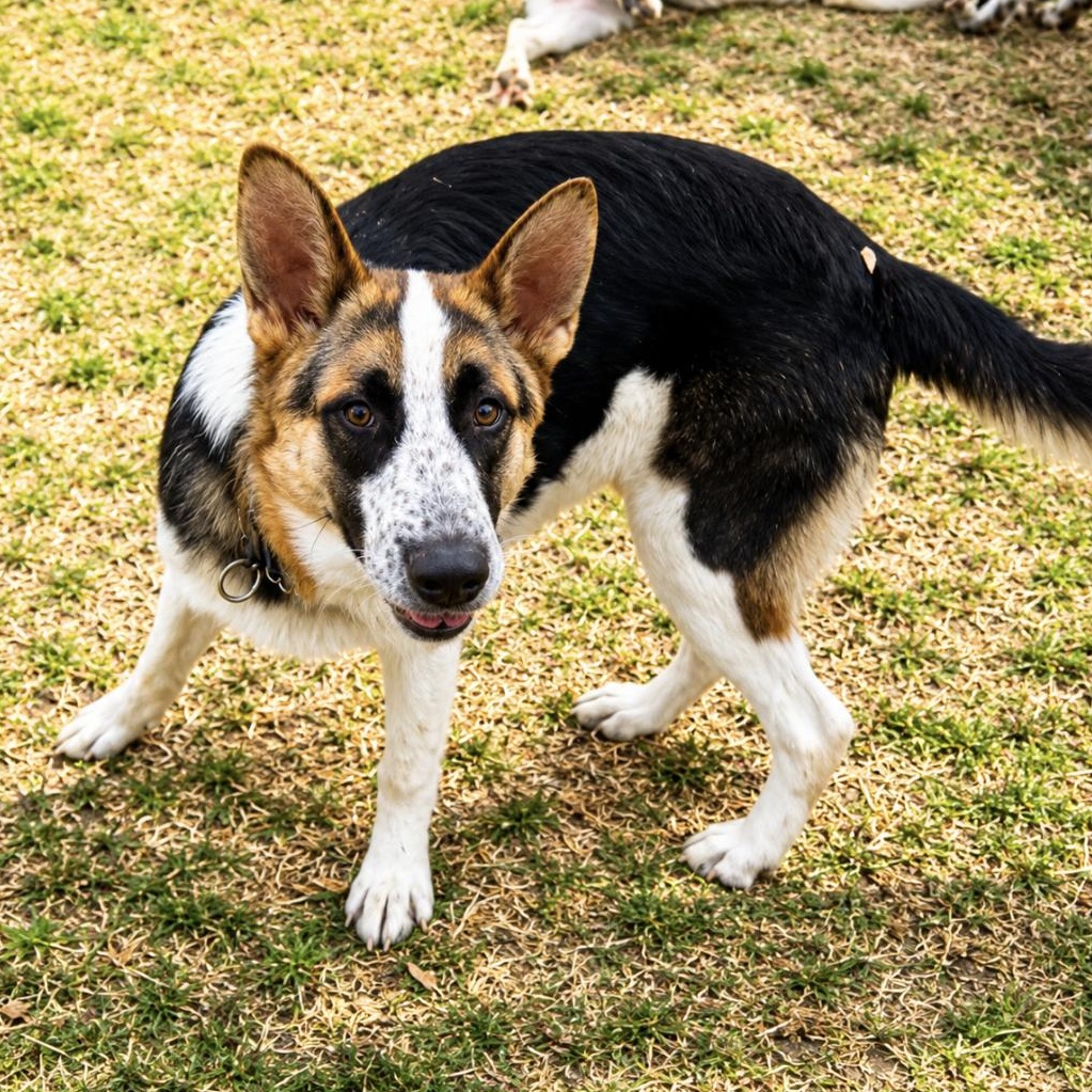 Enlarge Ringo , a ADOPTABLE mixed breed in Boston, MA image 2/4
