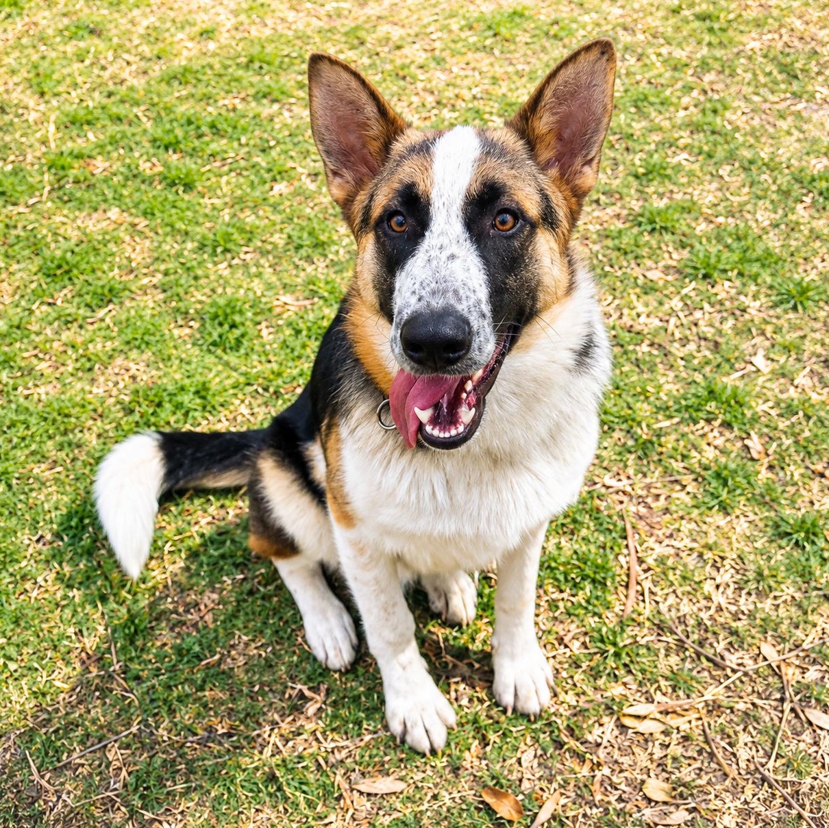 Enlarge Ringo , a ADOPTABLE mixed breed in Boston, MA image 1/4