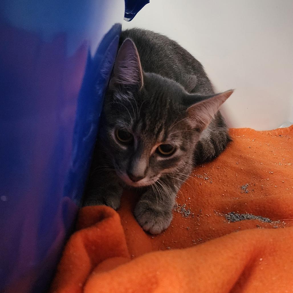 Enlarge Lulu, a Adoptable Domestic Short Hair in Monroe, MI image 1/1