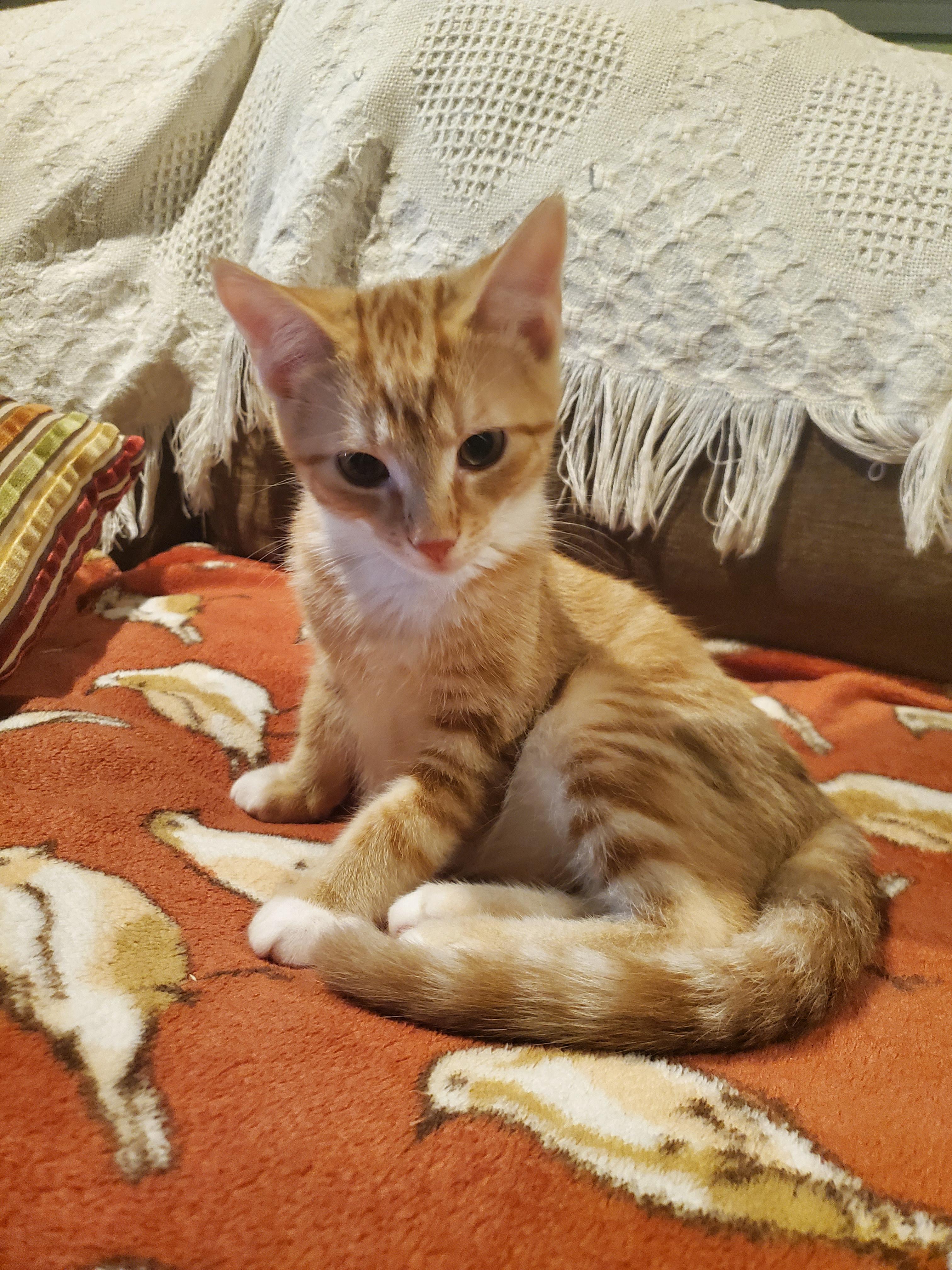 Enlarge Ezekiel, a Adopted Domestic Short Hair in Burlington, VT image 1/6