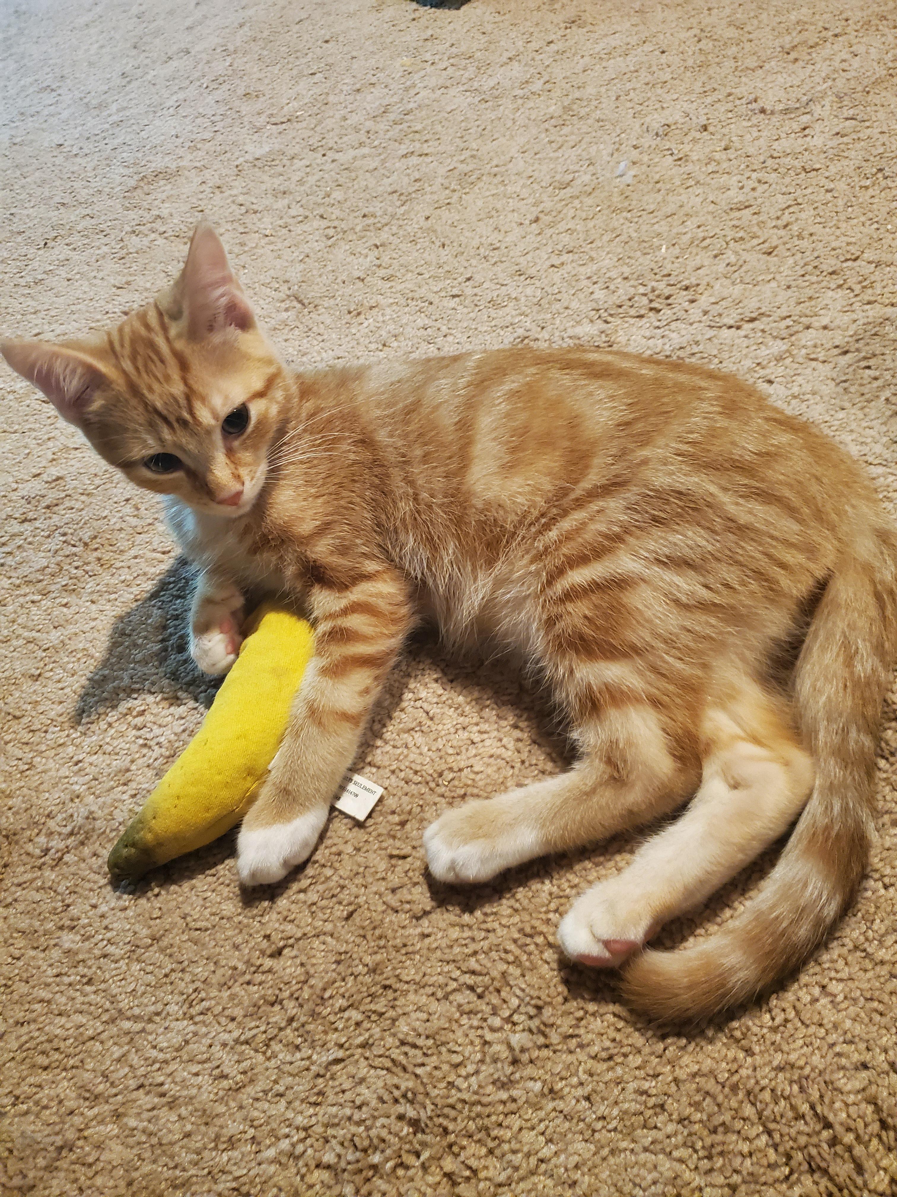 Enlarge Ezekiel, a Adopted Domestic Short Hair in Burlington, VT image 2/6