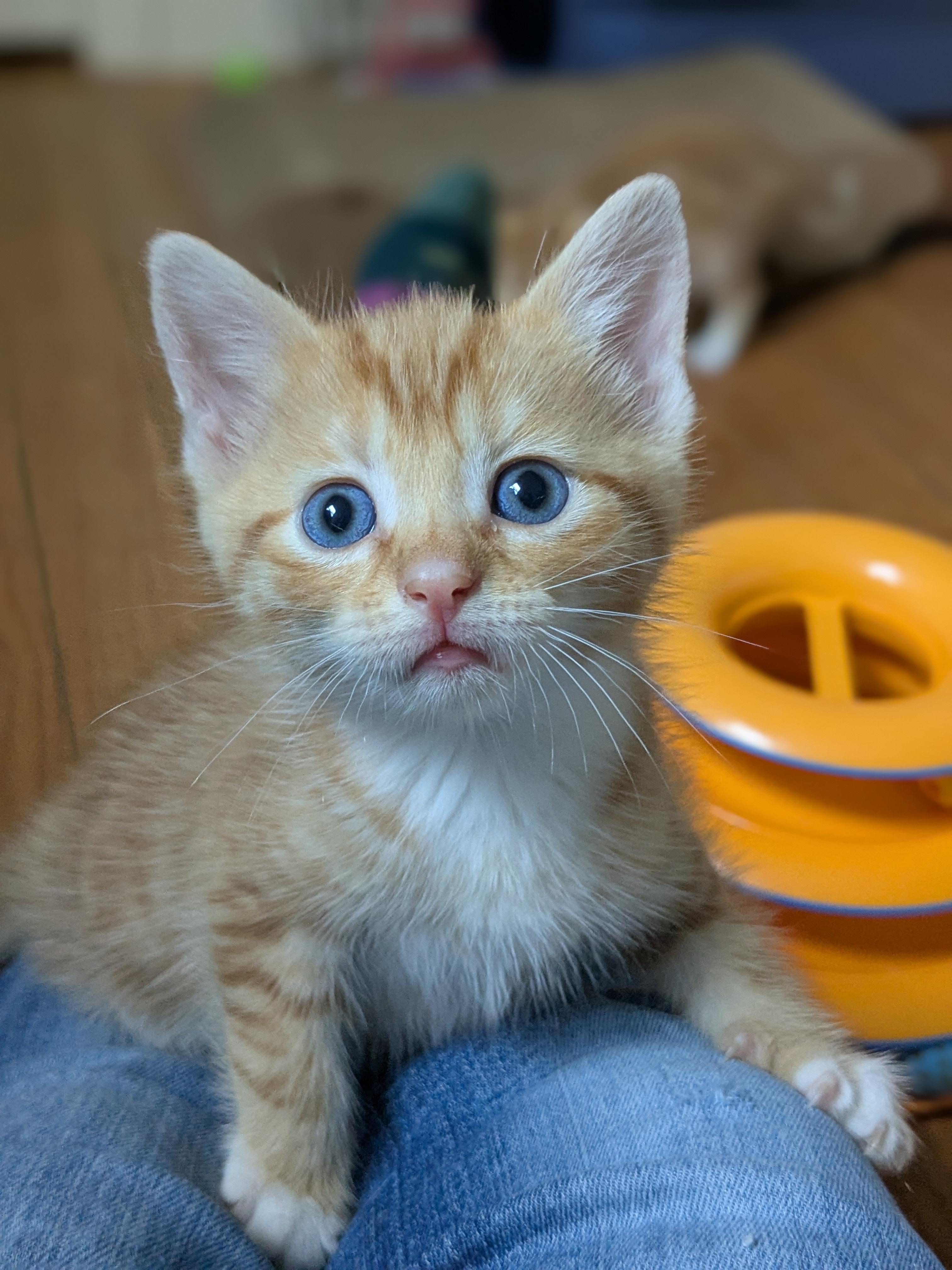 Enlarge Ezekiel, a Adopted Domestic Short Hair in Burlington, VT image 3/6