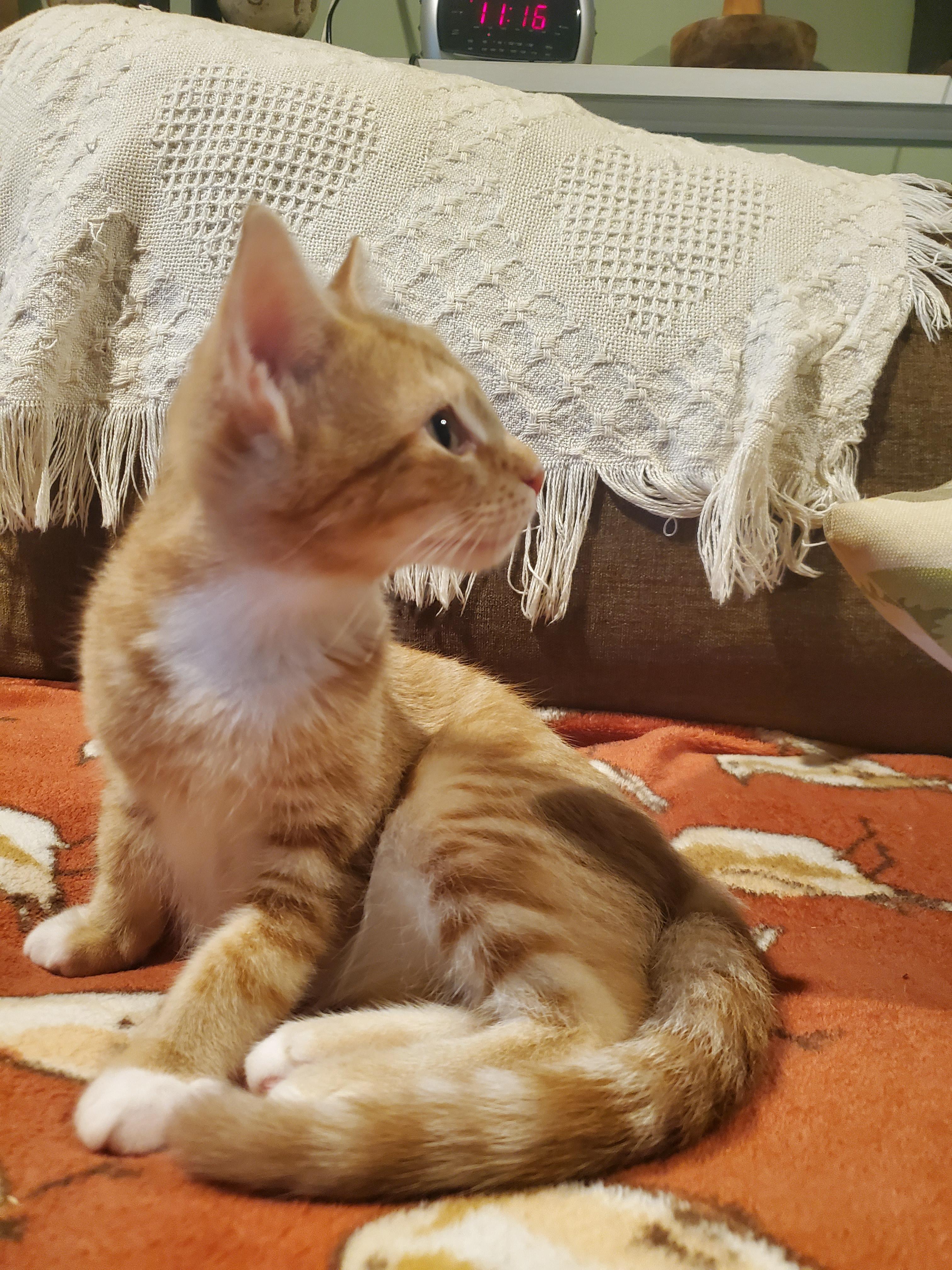 Enlarge Ezekiel, a Adopted Domestic Short Hair in Burlington, VT image 4/6