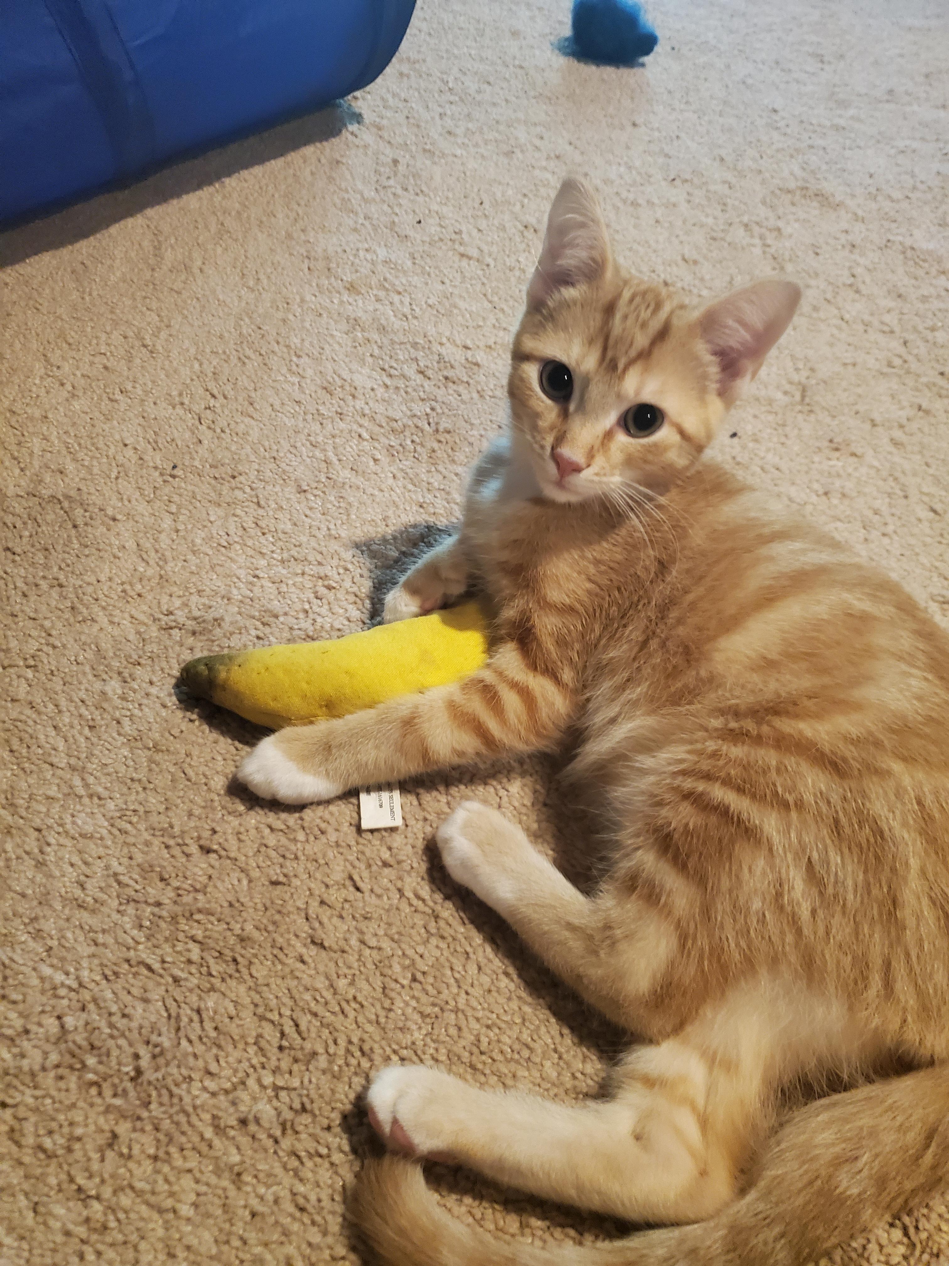 Enlarge Ezekiel, a Adopted Domestic Short Hair in Burlington, VT image 5/6