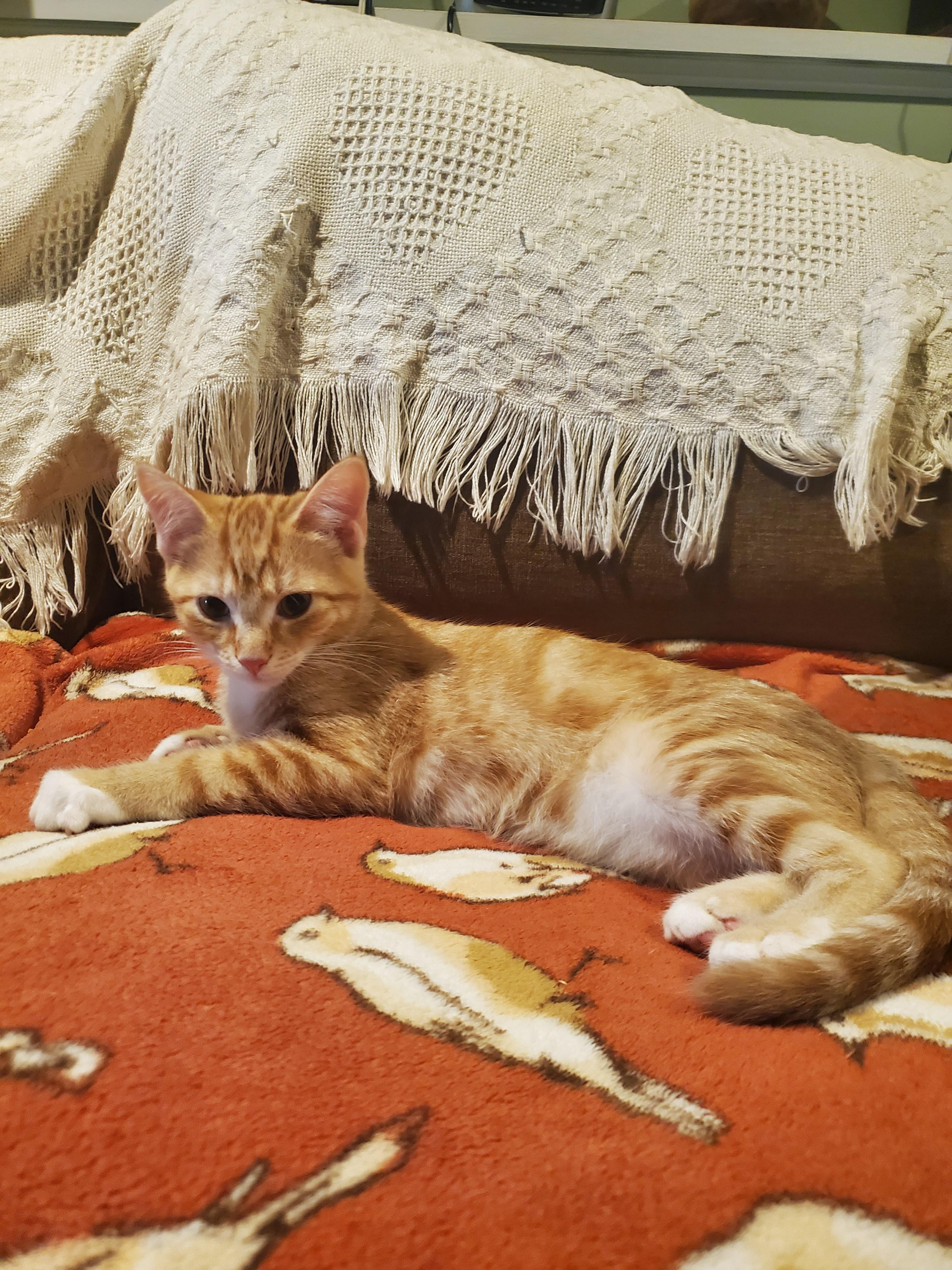 Enlarge Ezekiel, a Adopted Domestic Short Hair in Burlington, VT image 6/6