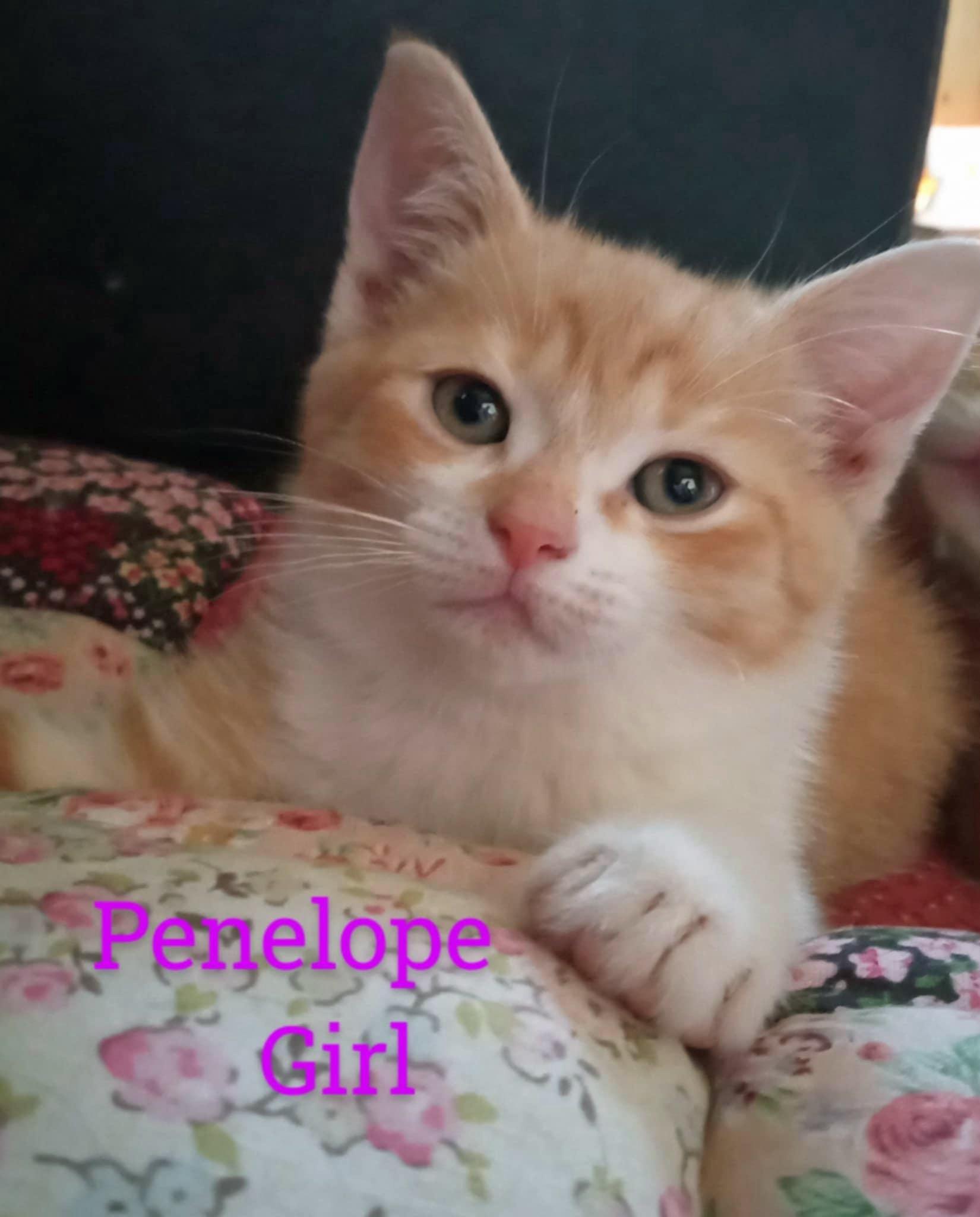 Penelope (Community Assist)