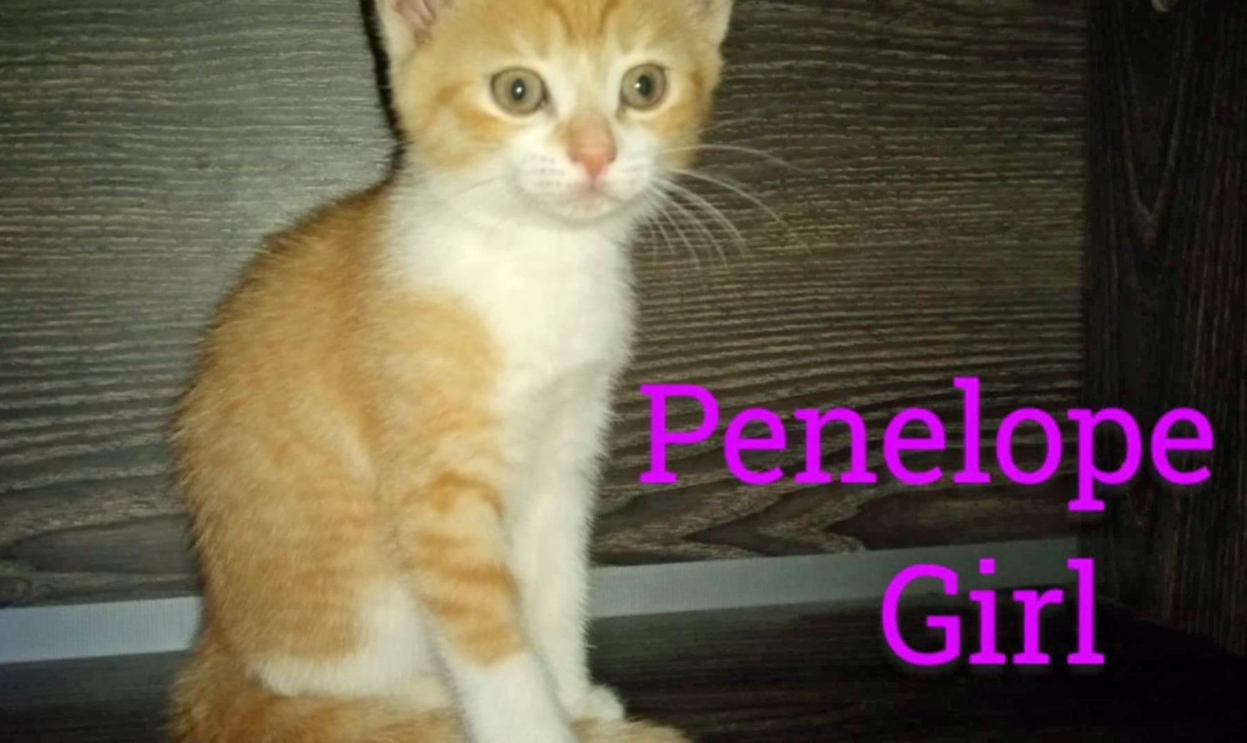 Penelope (Community Assist)