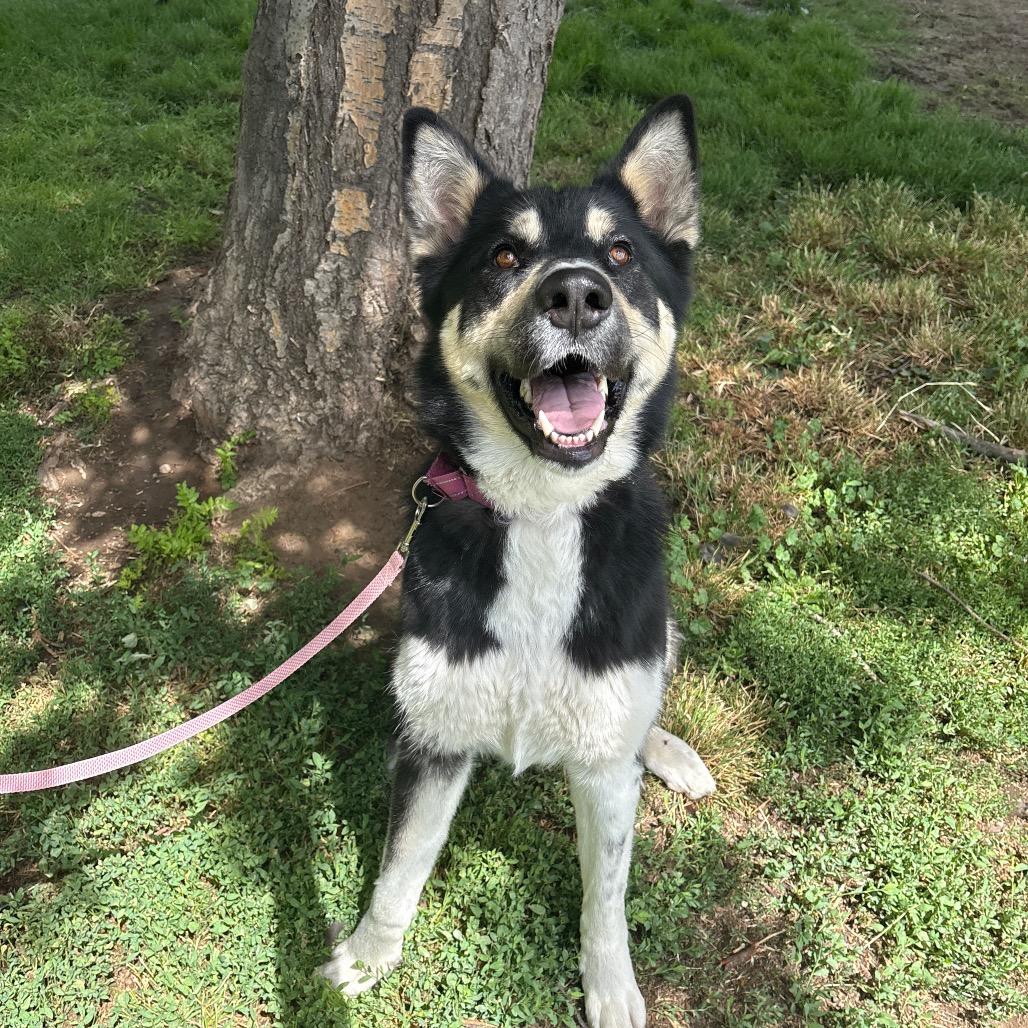 Tyra Banks, a Adoptable Mixed Breed in Spokane, WA image 1/6