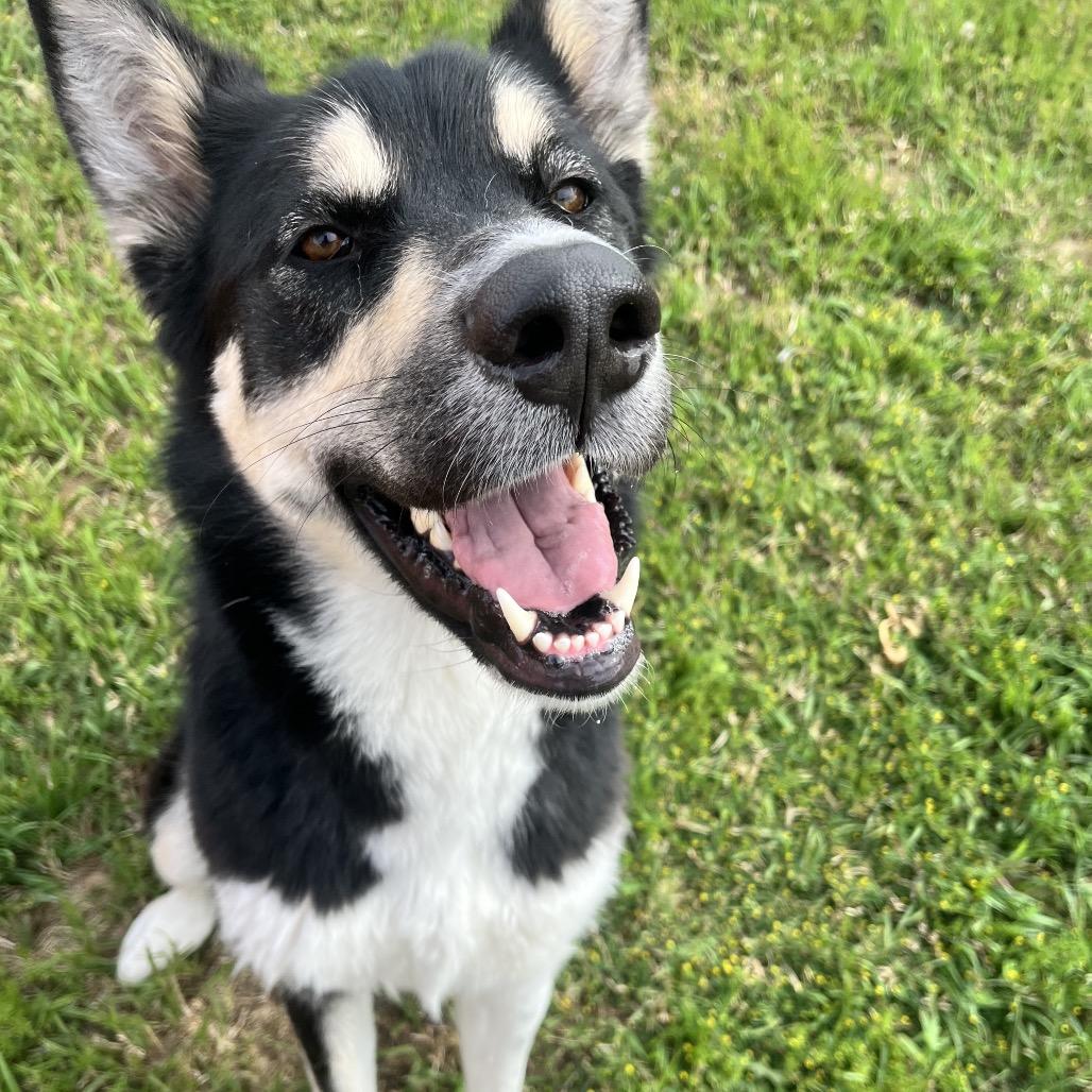 Tyra Banks, a Adoptable Mixed Breed in Spokane, WA image 2/6