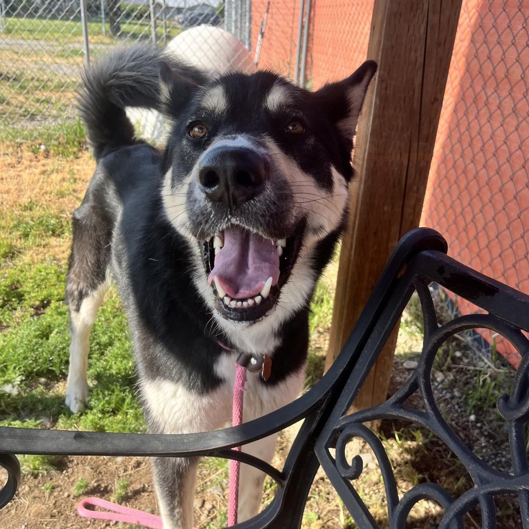 Tyra Banks, a Adoptable Mixed Breed in Spokane, WA image 3/6