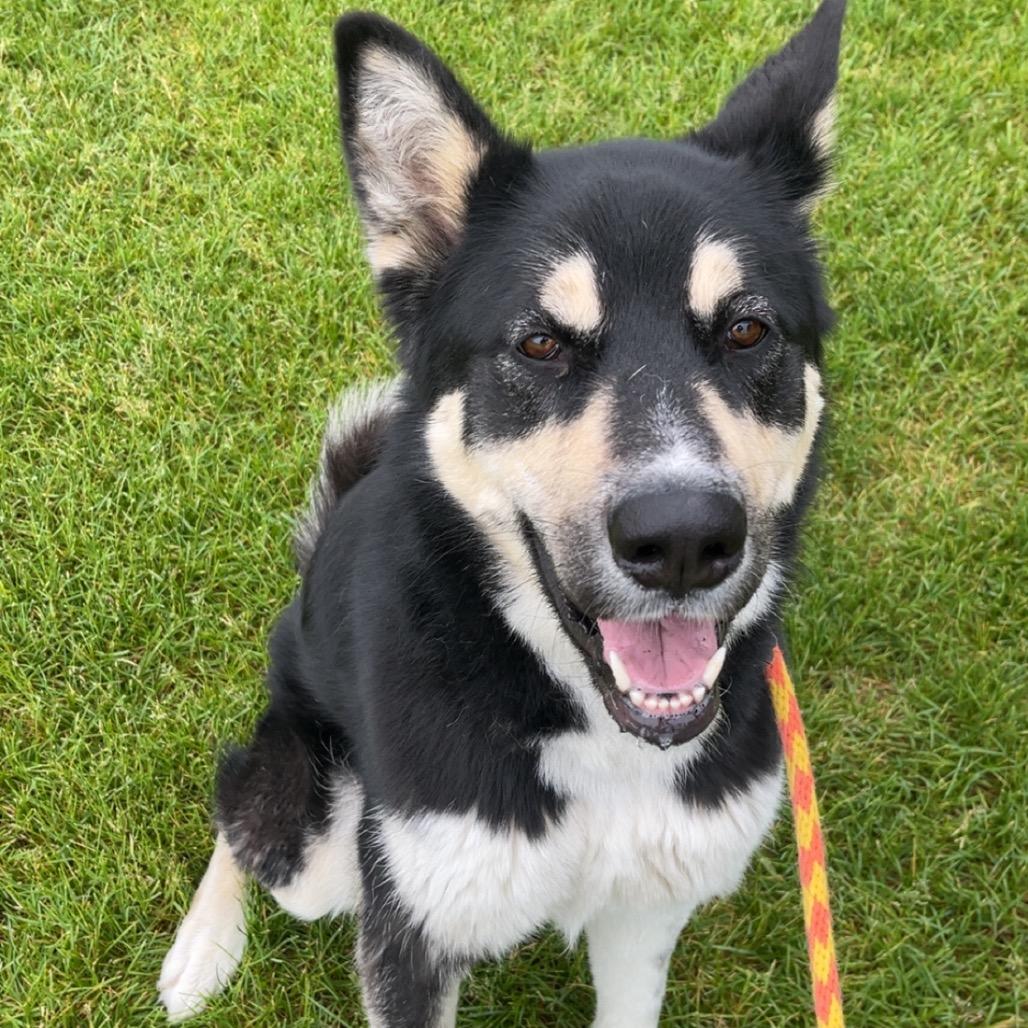 Tyra Banks, a Adoptable Mixed Breed in Spokane, WA image 4/6