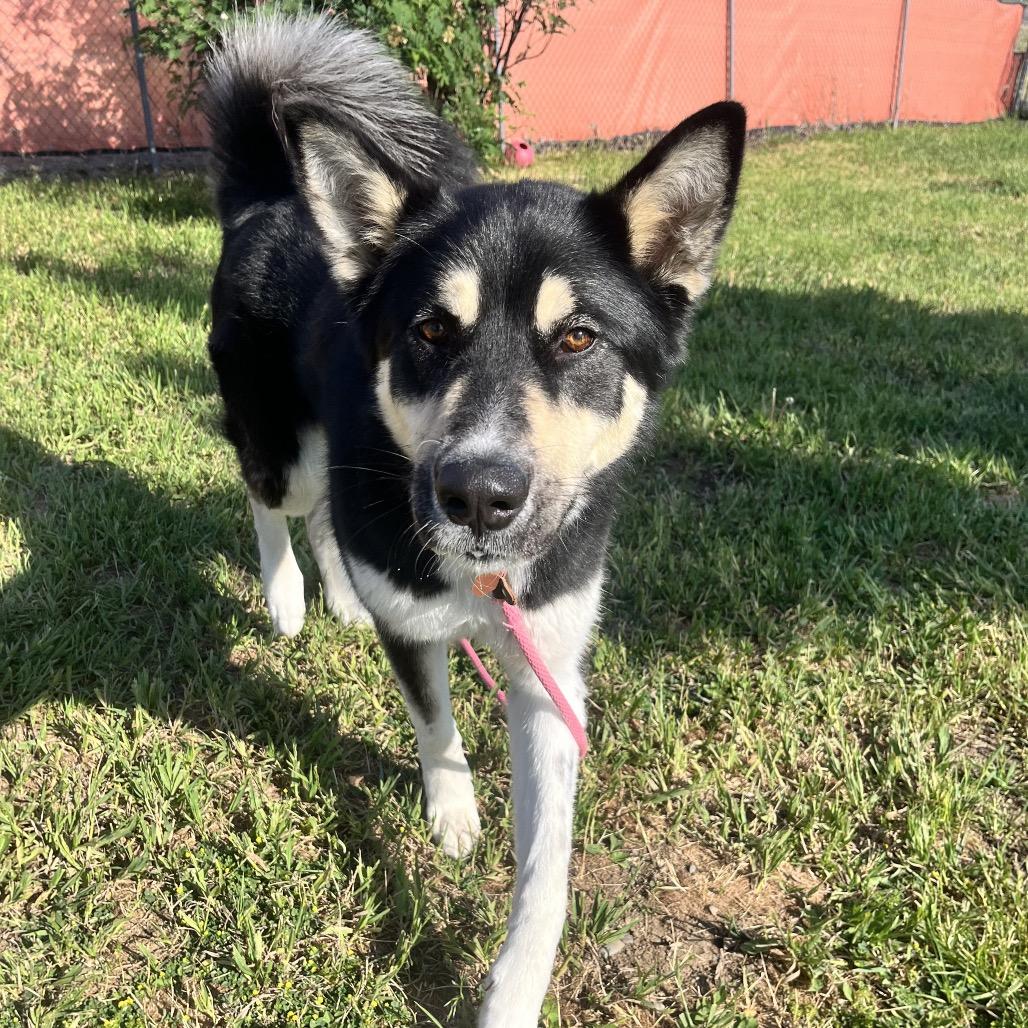 Tyra Banks, a Adoptable Mixed Breed in Spokane, WA image 5/6