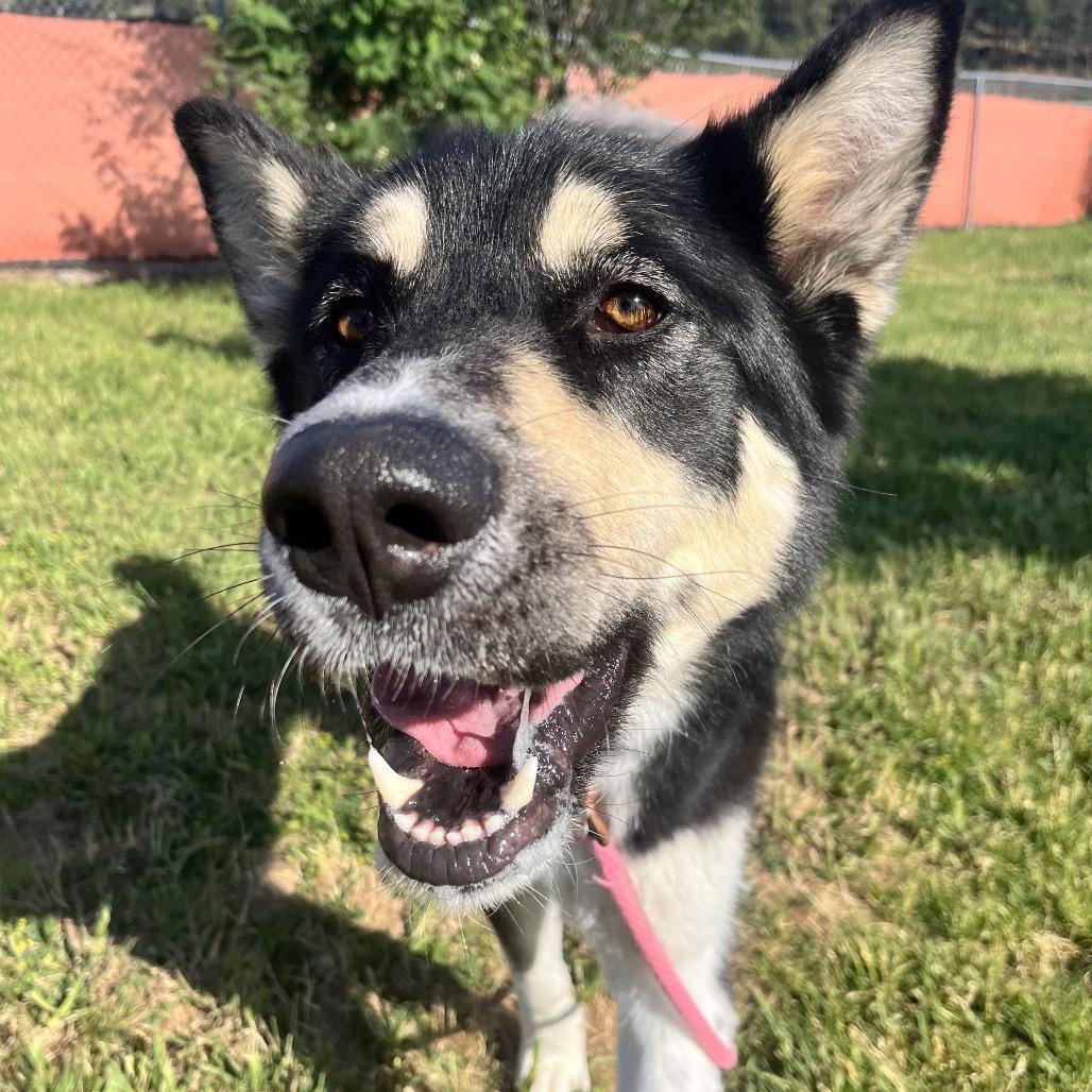 Tyra Banks, a Adoptable Mixed Breed in Spokane, WA image 6/6