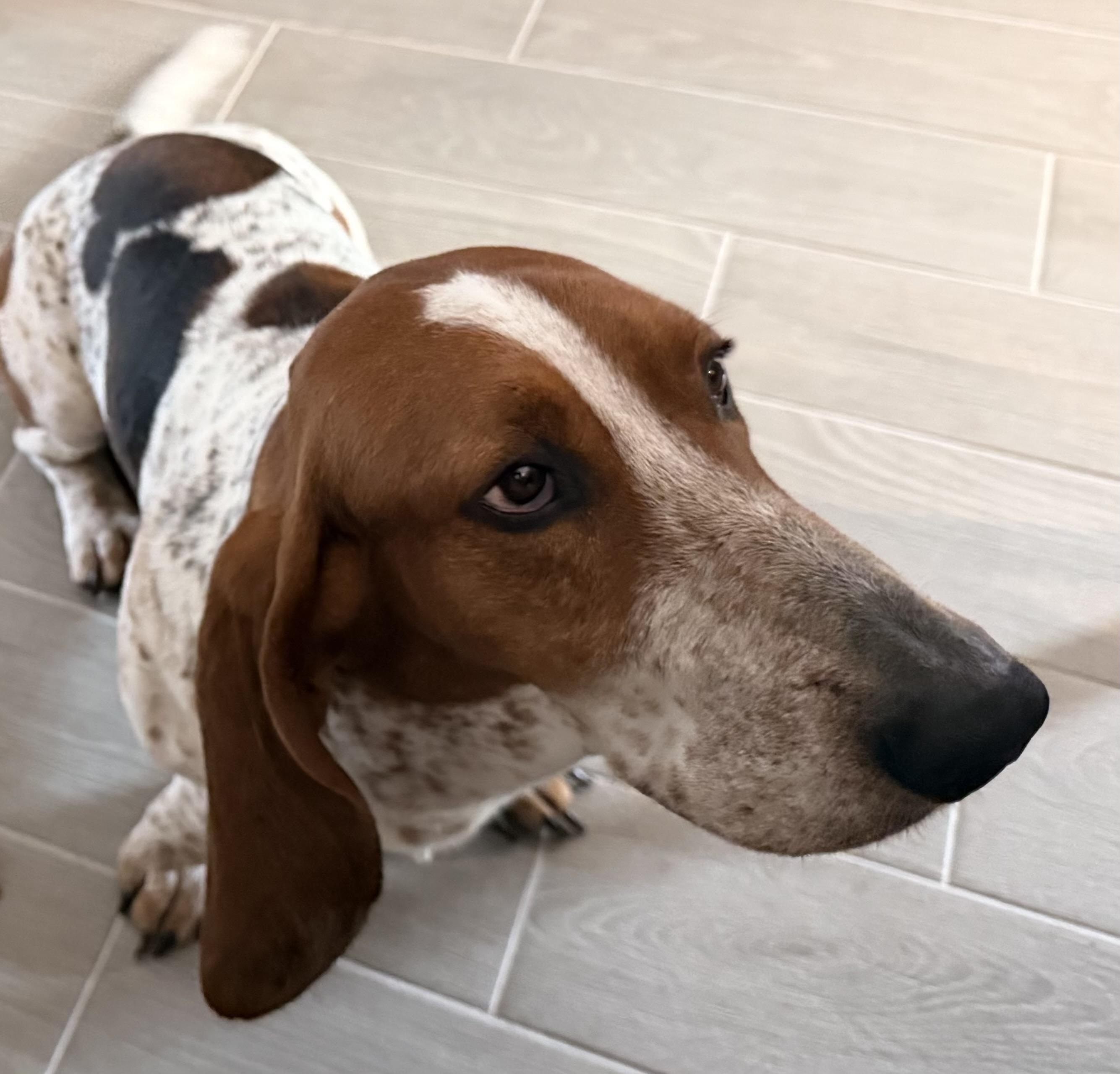 Enlarge Jack, a ADOPTABLE Basset Hound in Auburndale, FL image 3/3