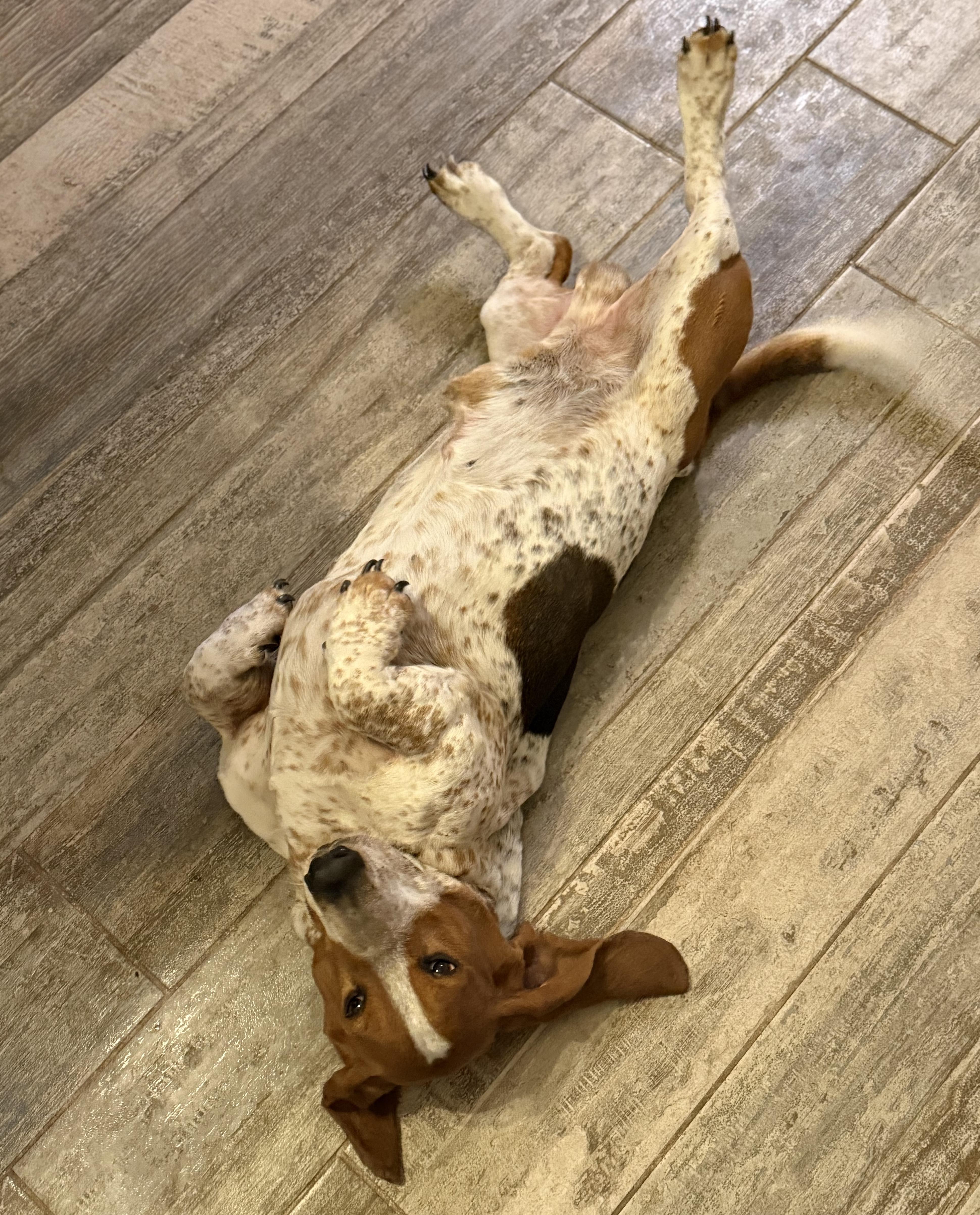 Jack, ADOPTABLE, Young Male Basset Hound.