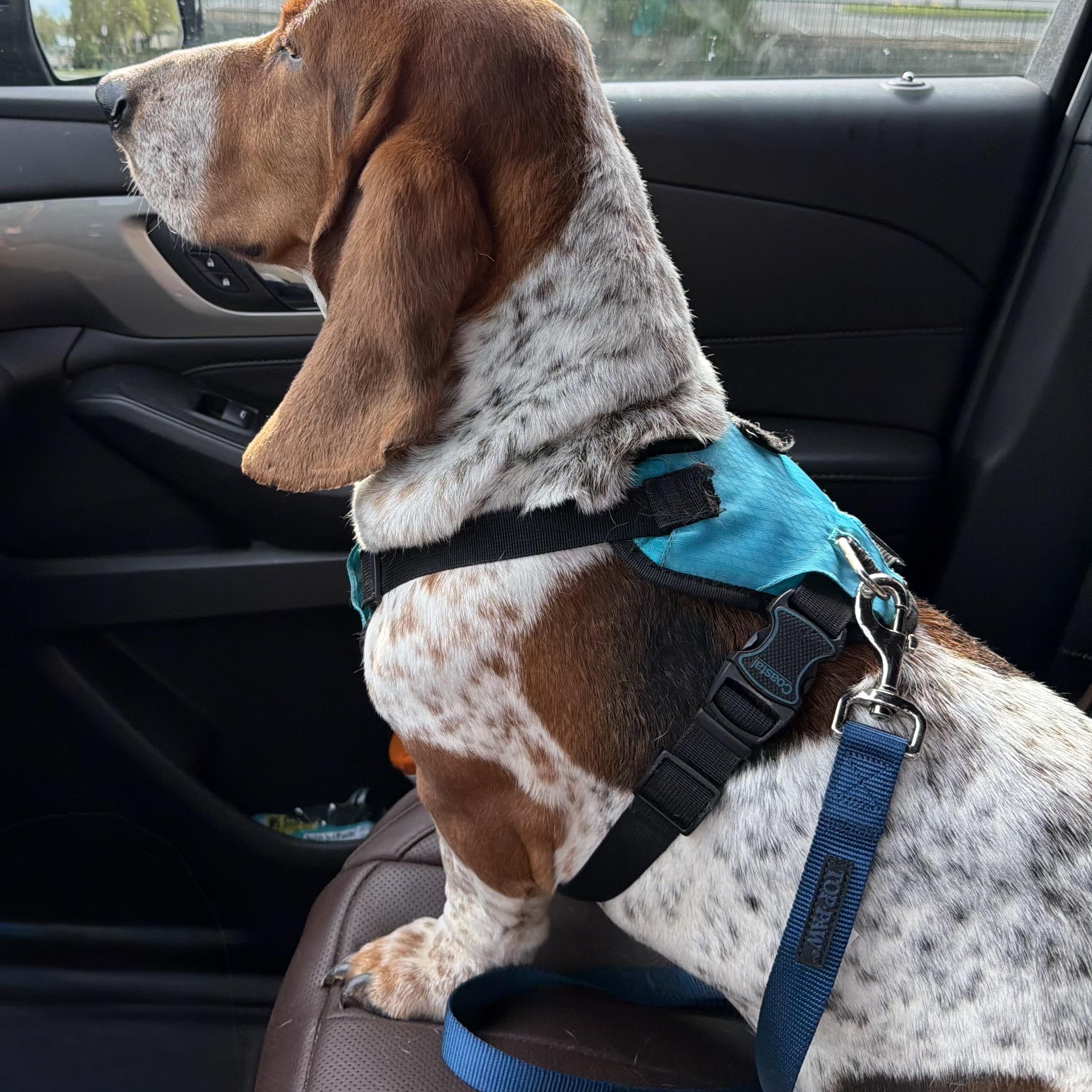 Enlarge Jack, a ADOPTABLE Basset Hound in Auburndale, FL image 2/3