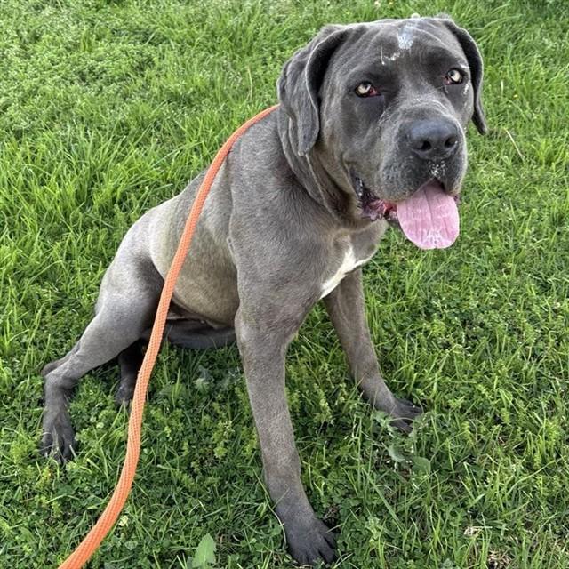 Enlarge XENA - IN FOSTER, a Adoptable Cane Corso in Ontario, CA image 1/1