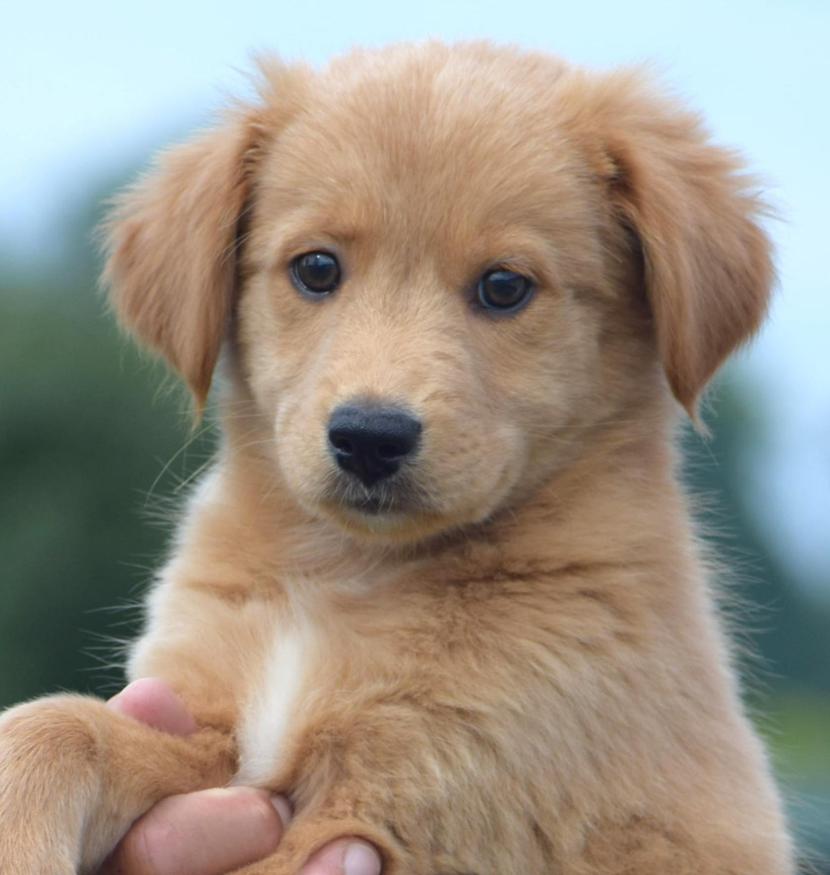 Enlarge 2026Lander, an adopted mixed breed in Frederick, MD image 2/6