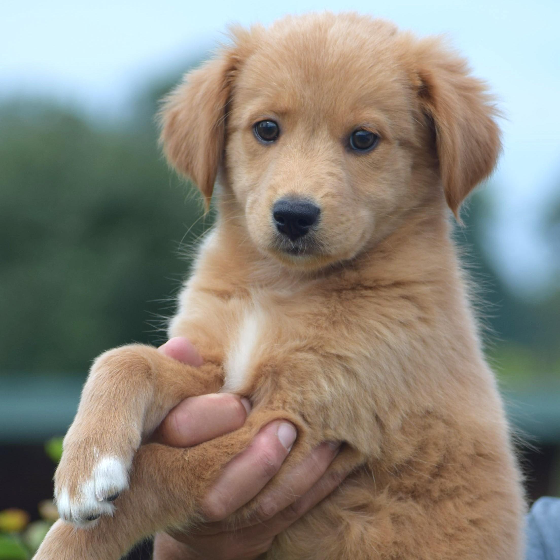 Enlarge 2026Lander, an adopted mixed breed in Frederick, MD image 3/6