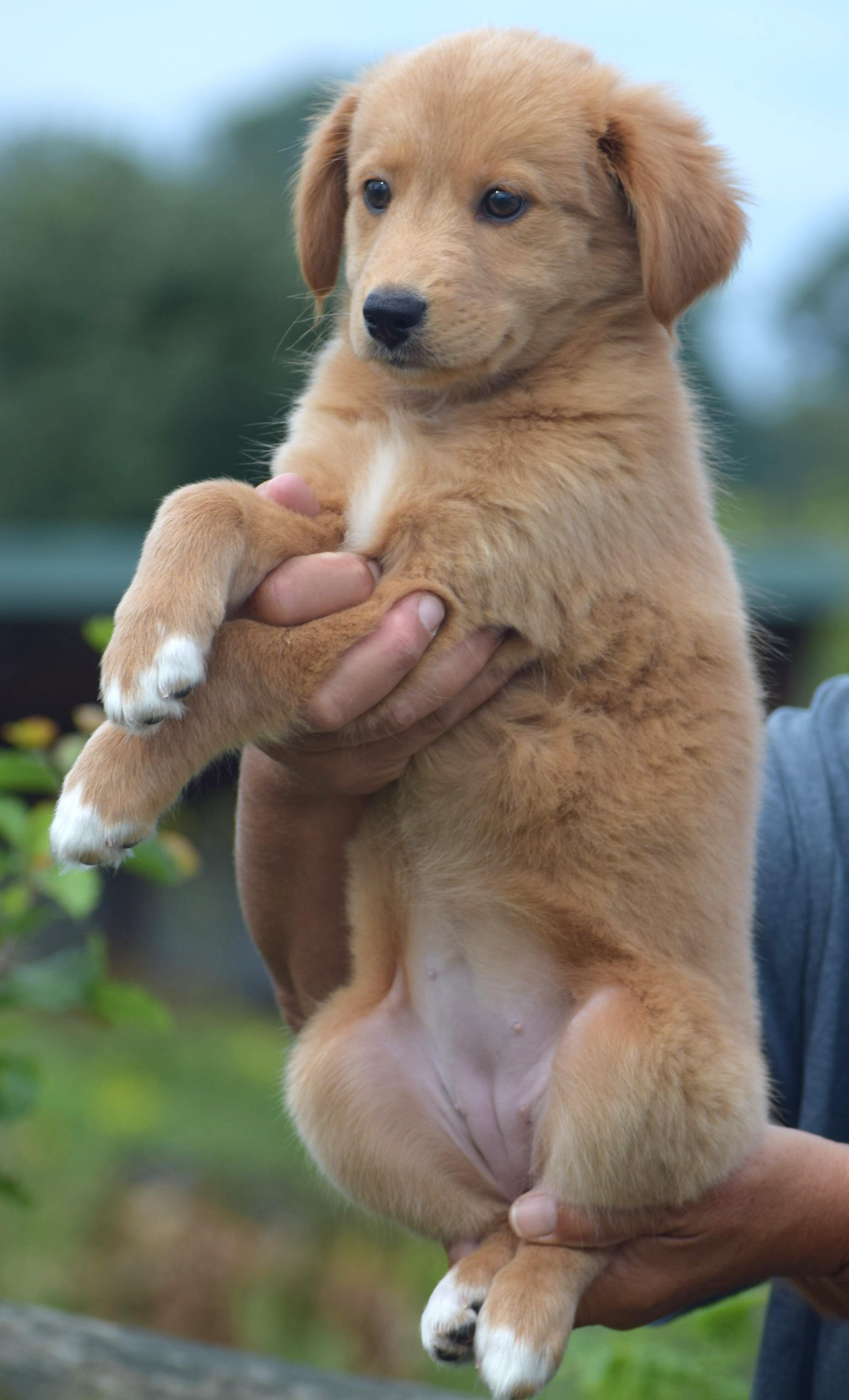 Enlarge 2026Lander, an adopted mixed breed in Frederick, MD image 5/6