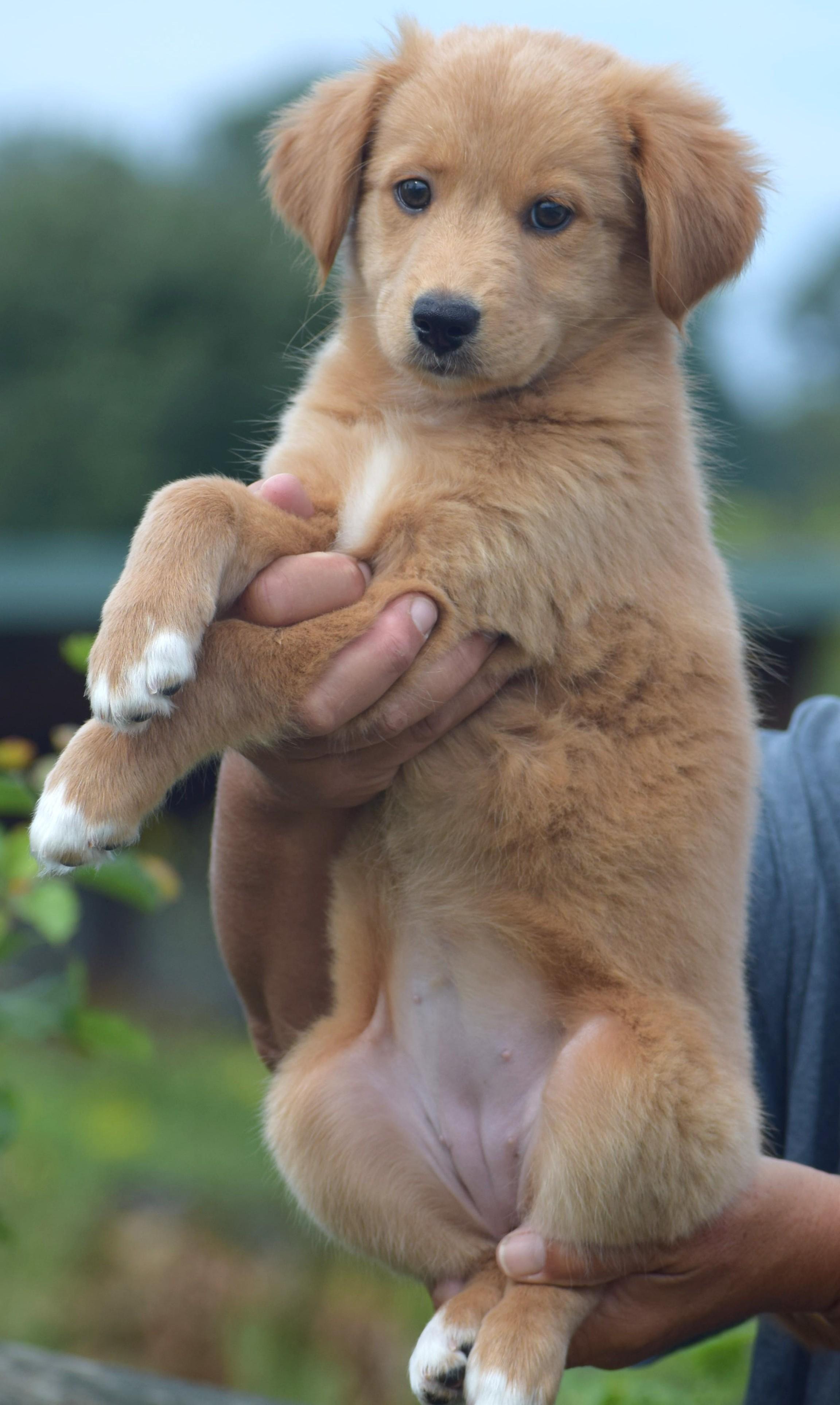 Enlarge 2026Lander, an adopted mixed breed in Frederick, MD image 6/6